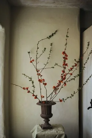 Japanese quince, ‘Texas Scarlet’ (Copy)