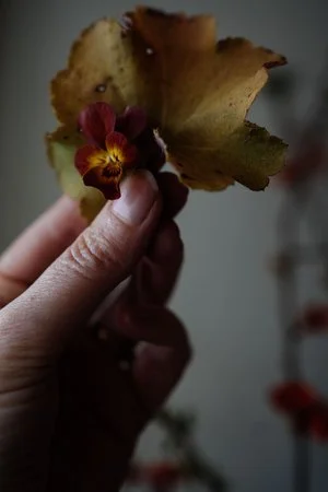 Viola (Copy)