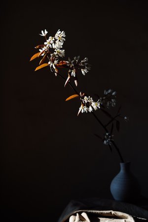 Amelanchier blossom 