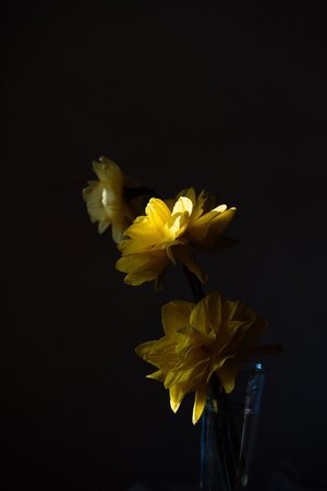Double daffodils