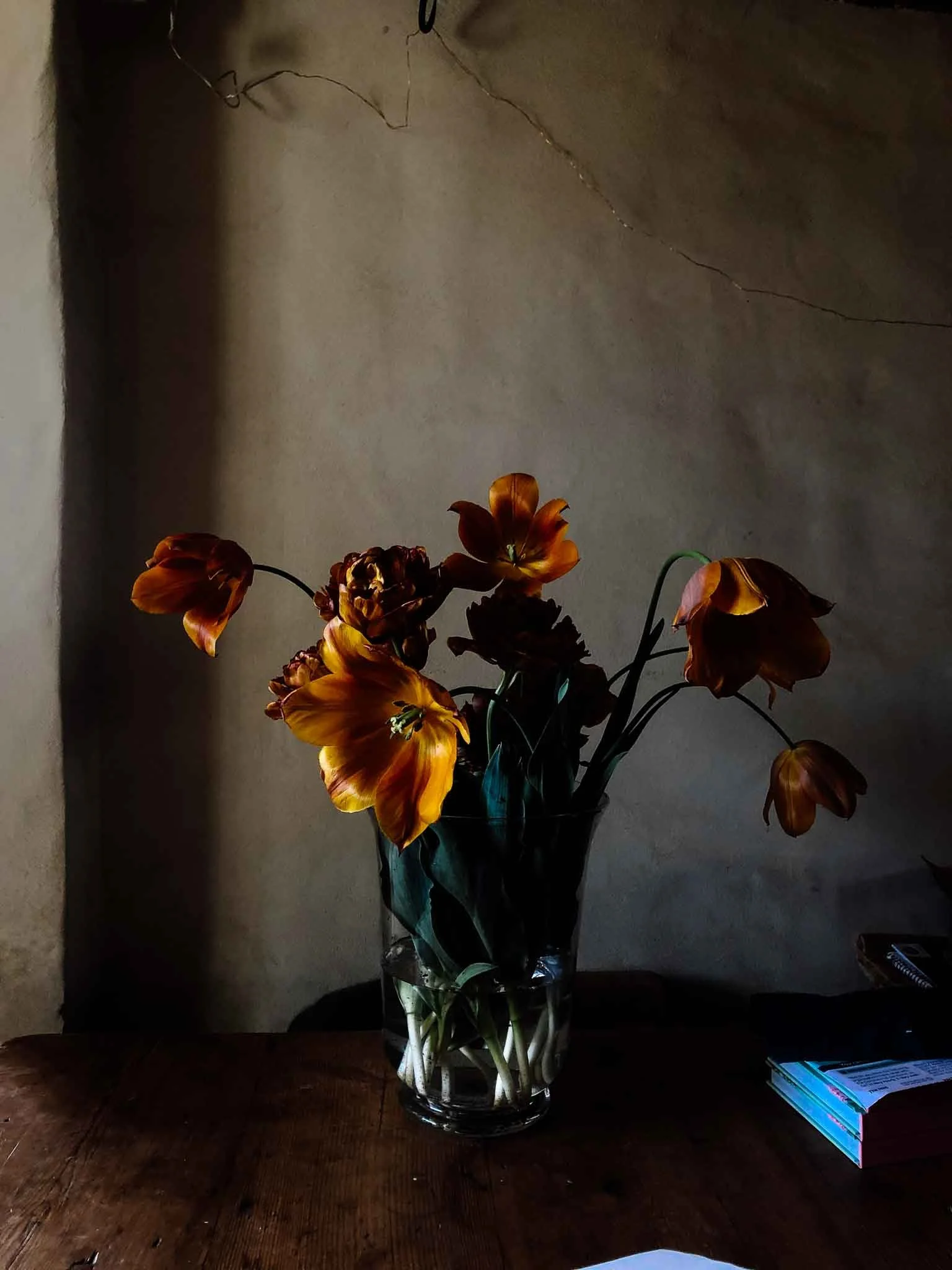 Where to buy your tulips