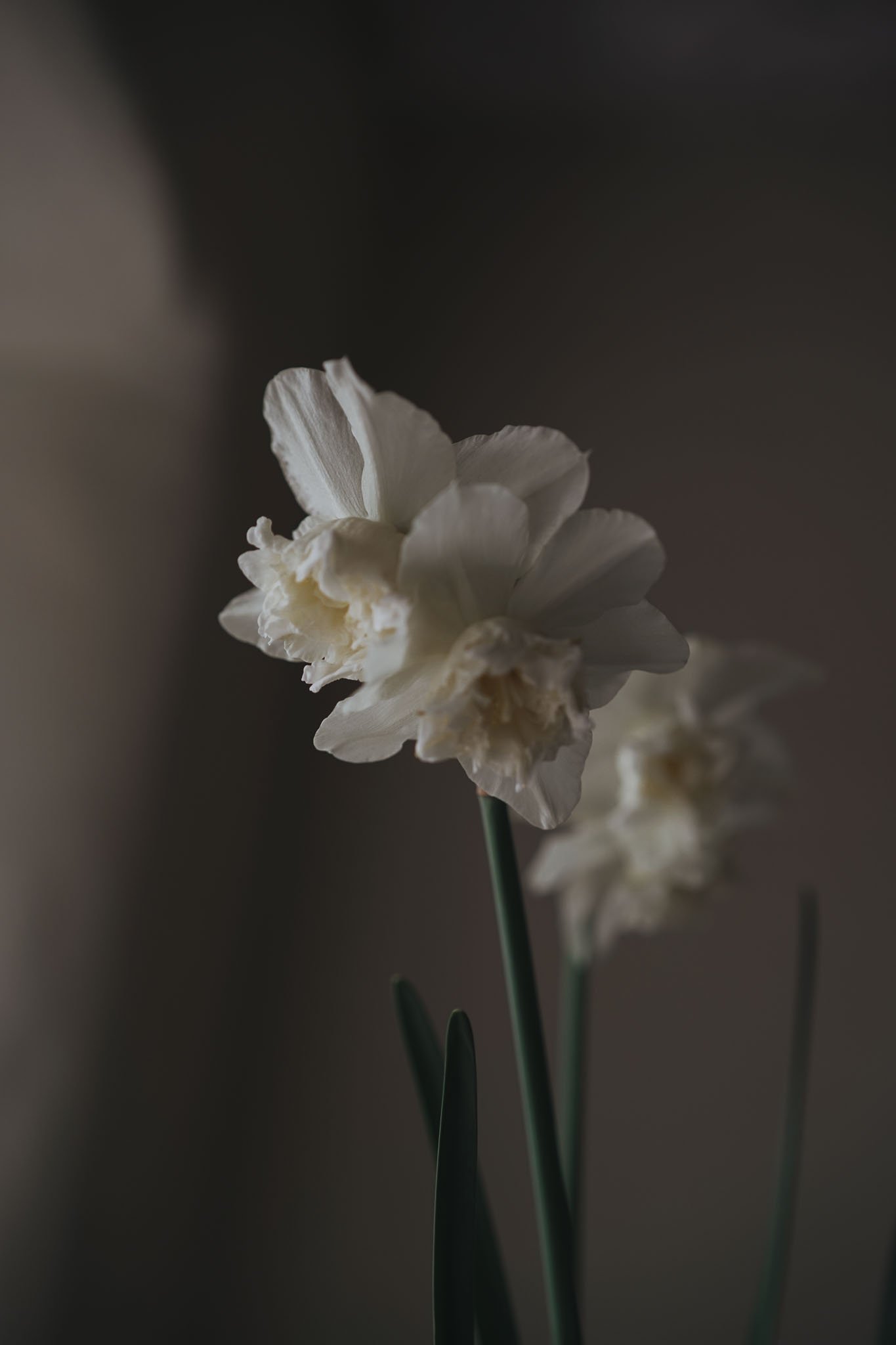 Planting paperwhites for Christmas