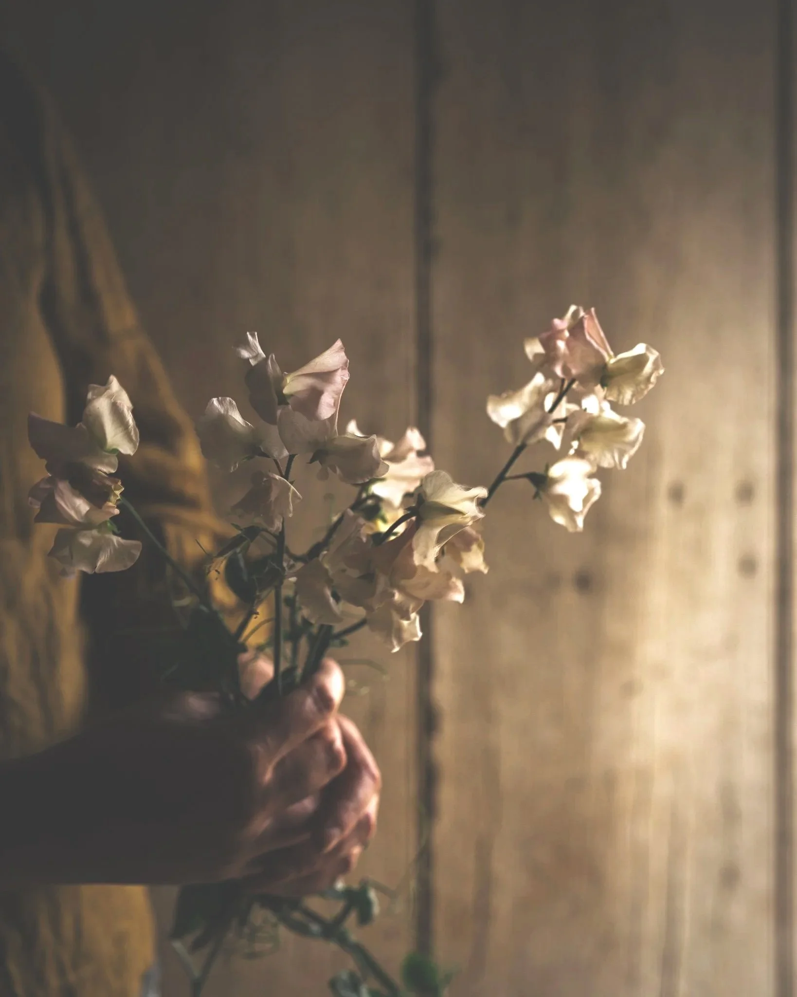 Sweet pea 'Bix'
