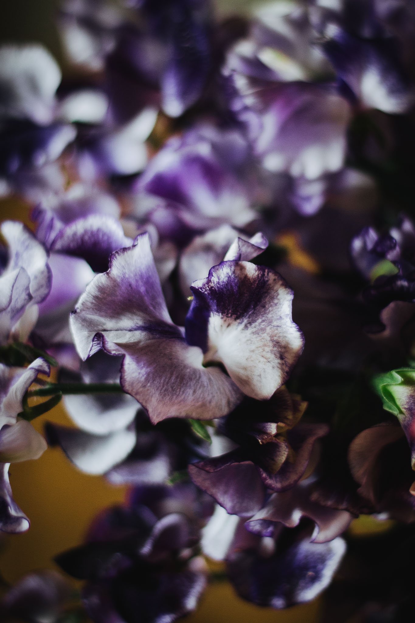 Sweet Pea 'Nimbus'