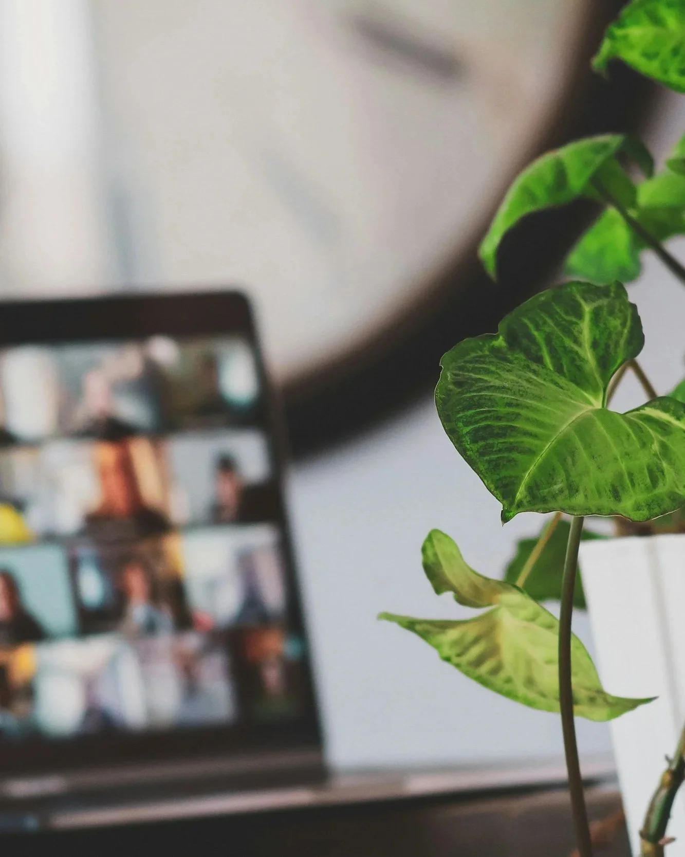 Close-up of green houseplant with variegated leaves positioned near a blurry smartphone screen displaying a video chat with multiple people.