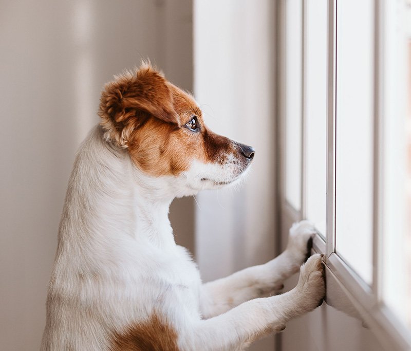 Safeguarding Your Furry Friend: Top Preventative Measures for Your Dog's Well-Being