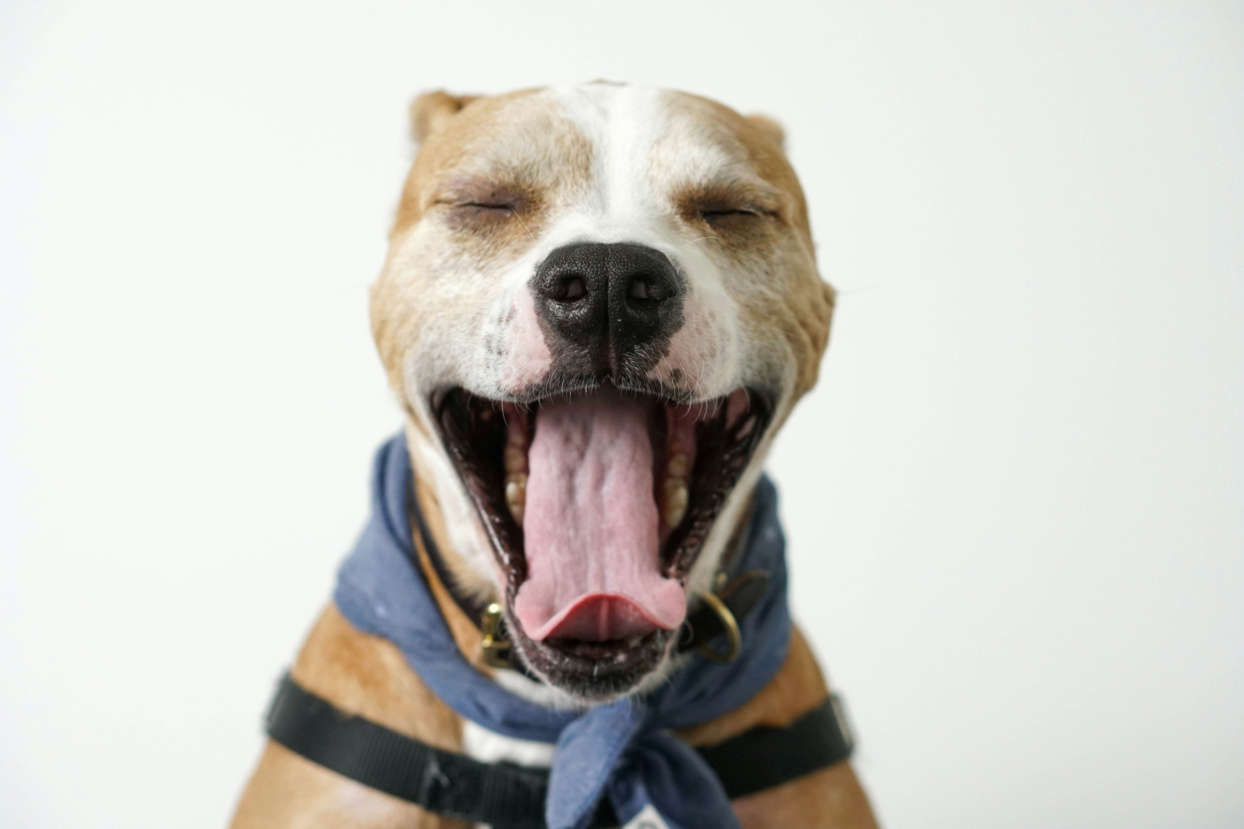 Deciphering Doggie Dialect: Navigating the World of Canine Body Language