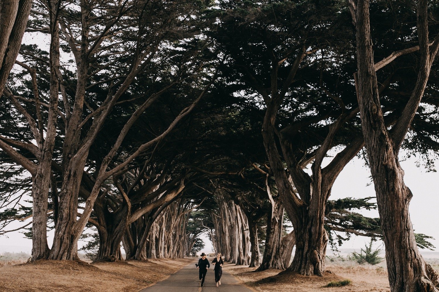 san-francisco-wedding-maine-wedding-photographer-newengland-tree-tunnell.jpg