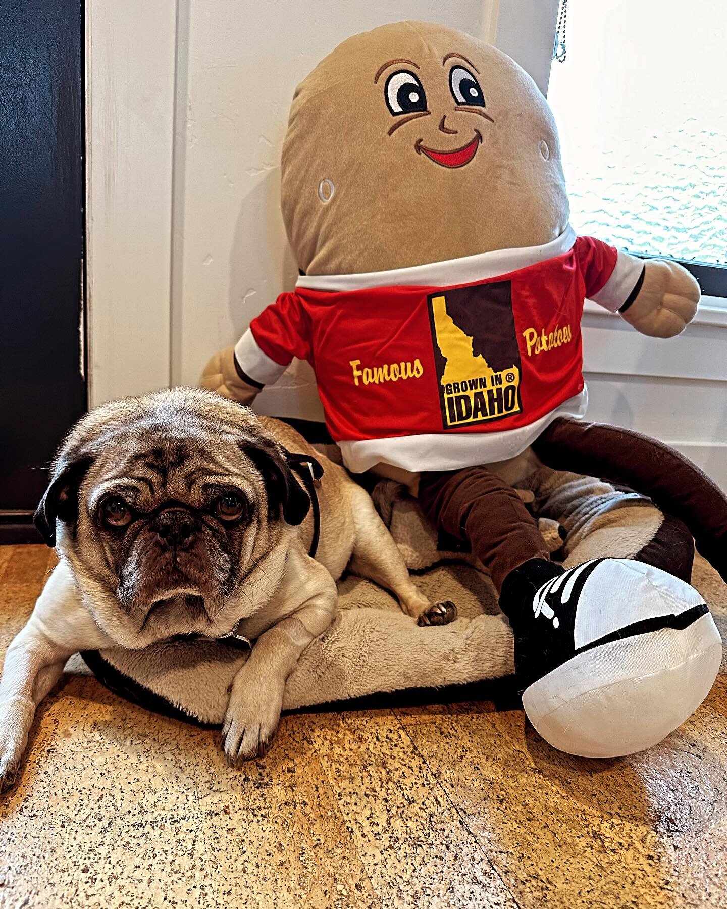 Jimmy is thrilled with his giant #spuddybuddy courtesy of @idahopotatoes. He has many mini spuddys, but requested a big one this year. He&rsquo;s very happy.