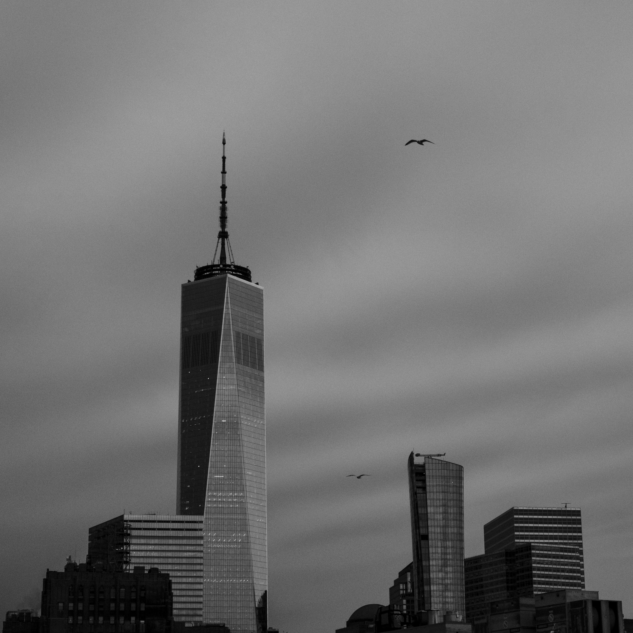 Two Seagulls, New York, New York, 2025