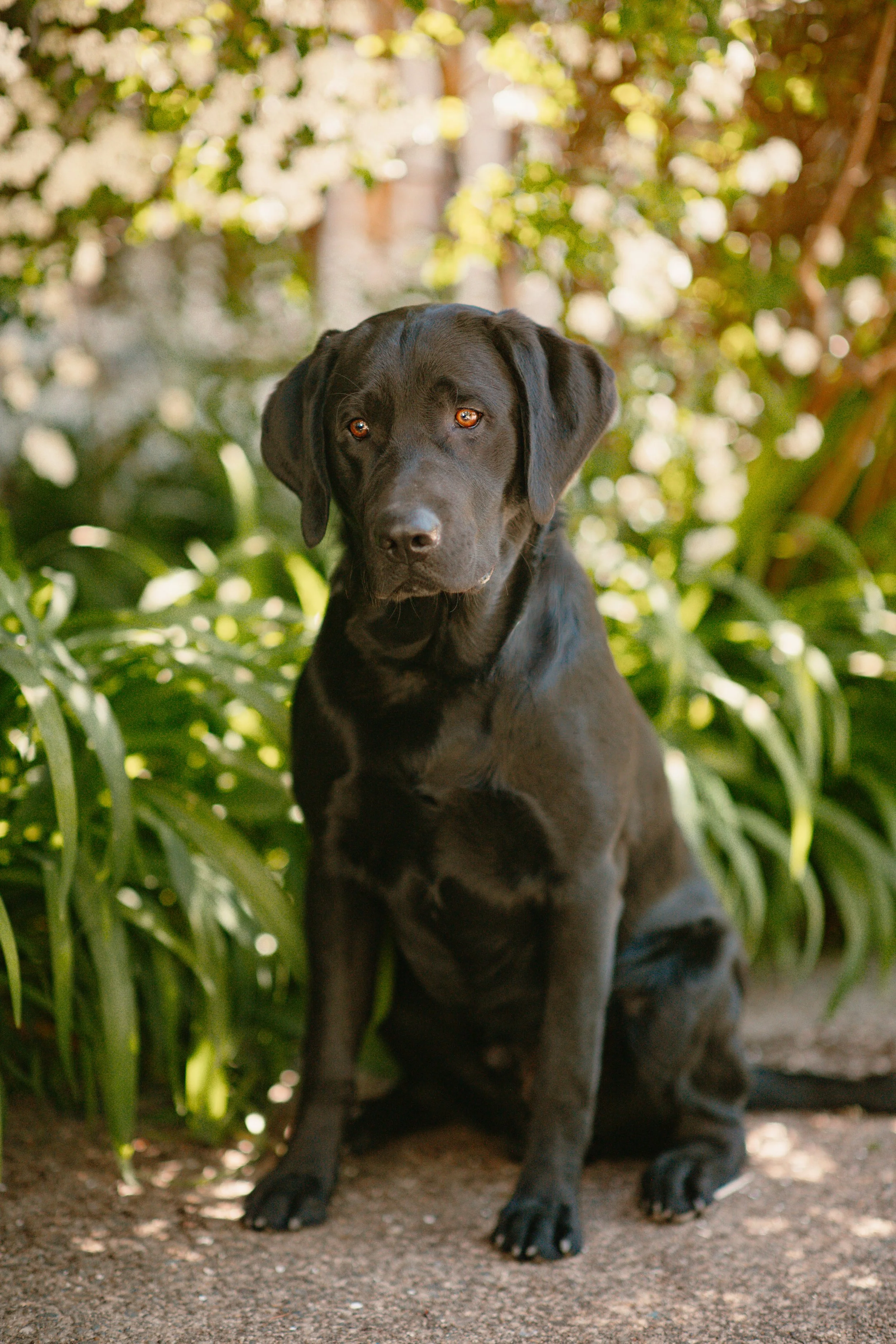 Ryder - Labrador
