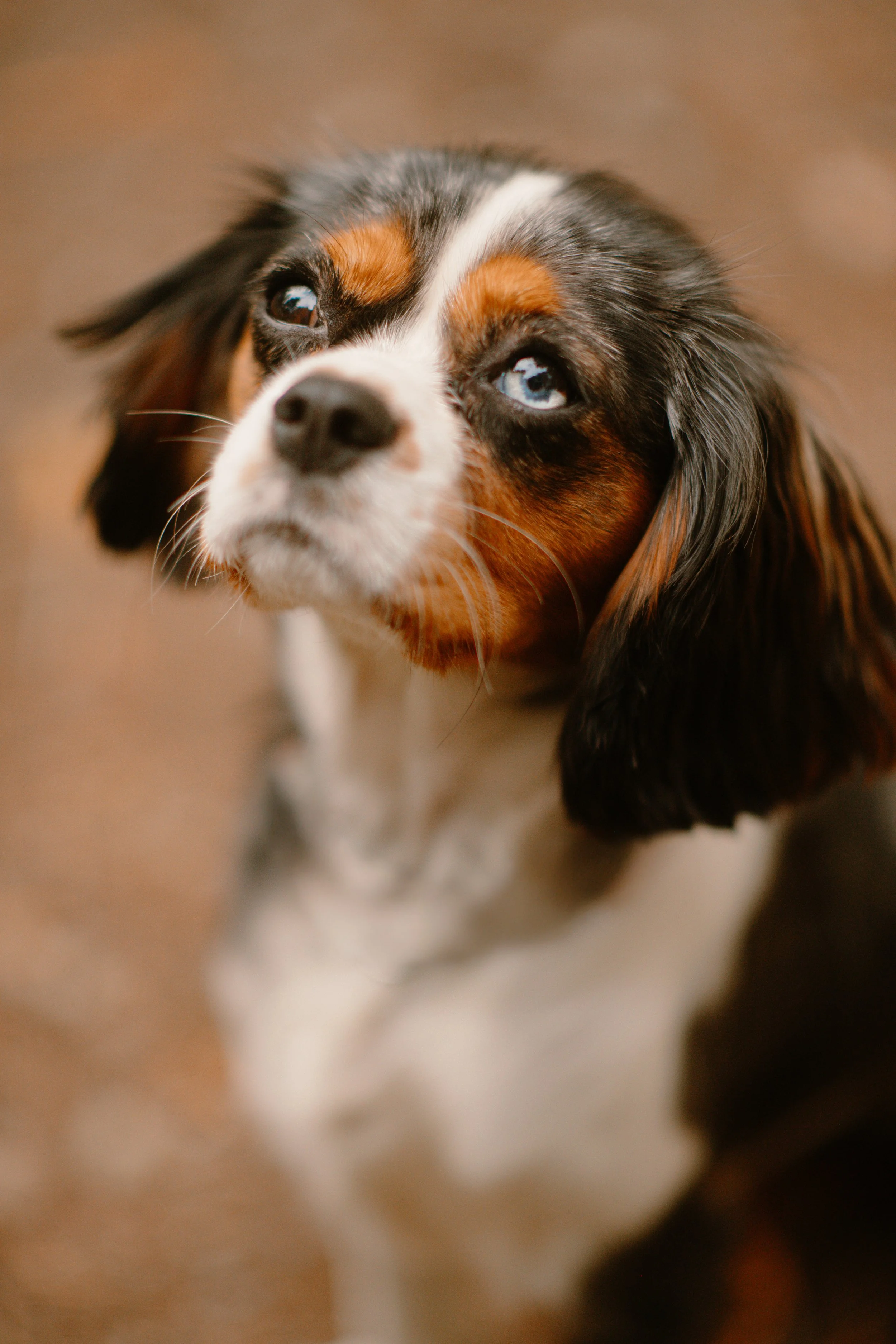 Lina - Cavalier King Charles Mix