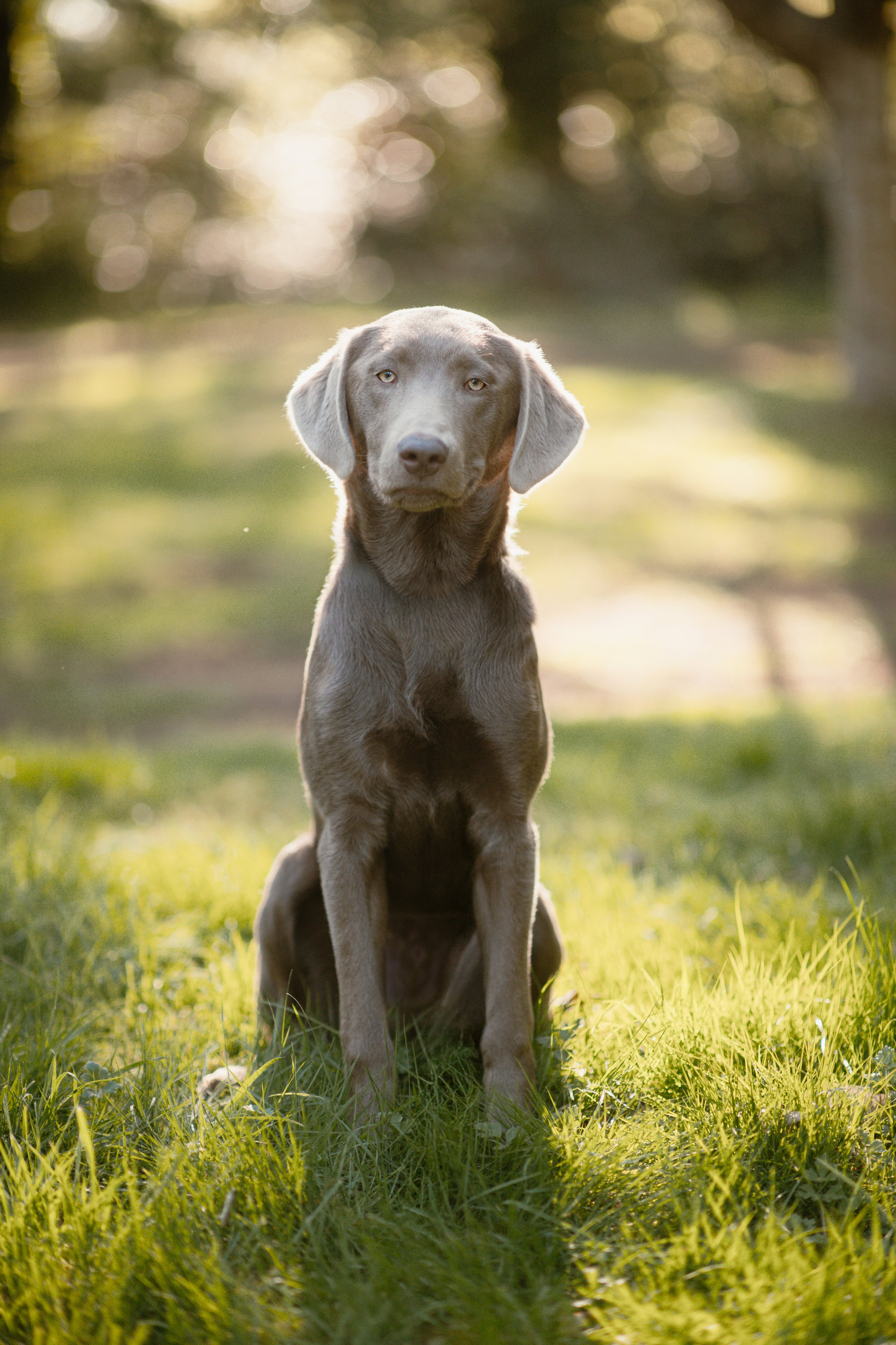Cooper - Silver Labrador