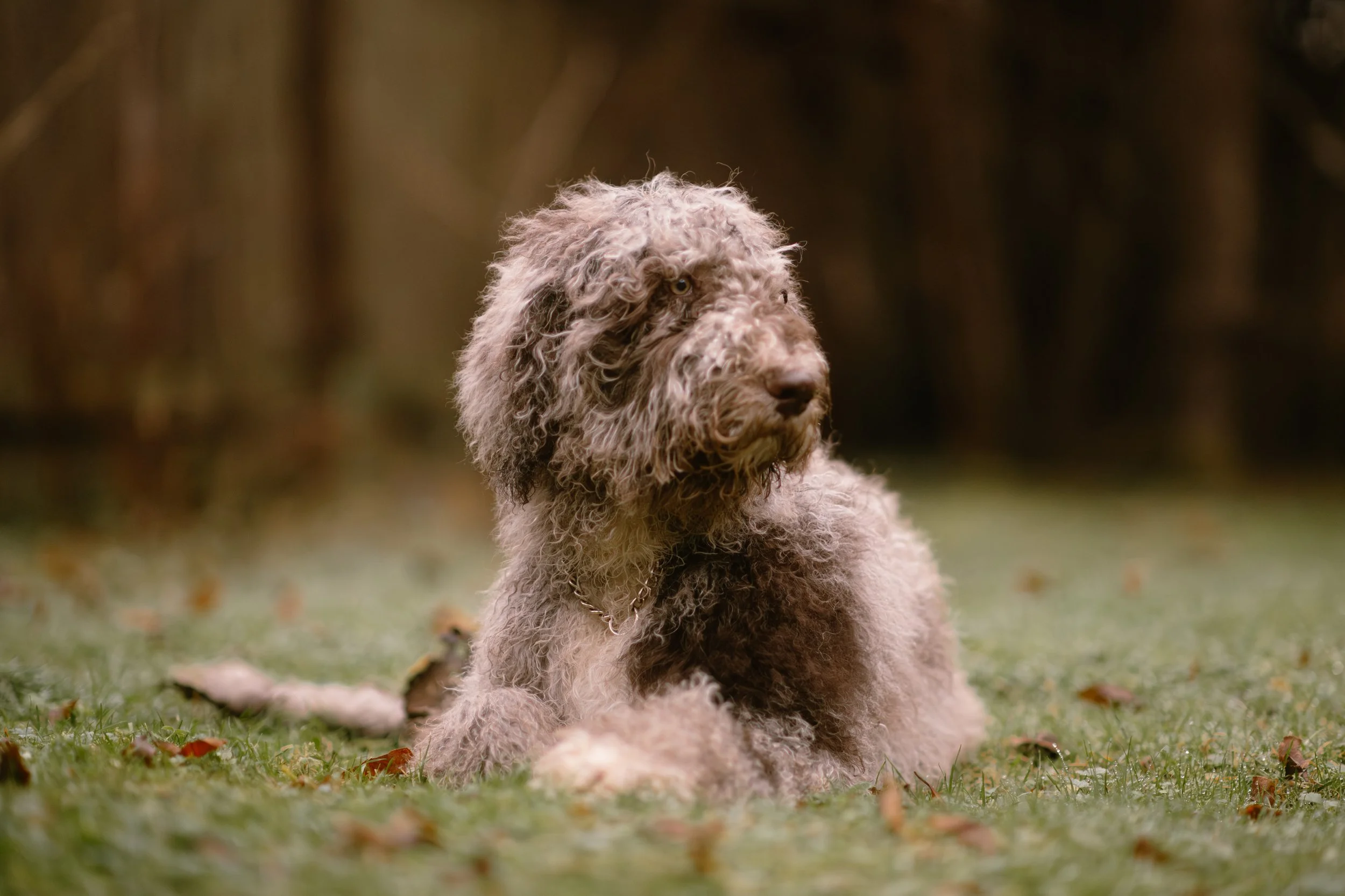 Ocean - Newfiedoodle