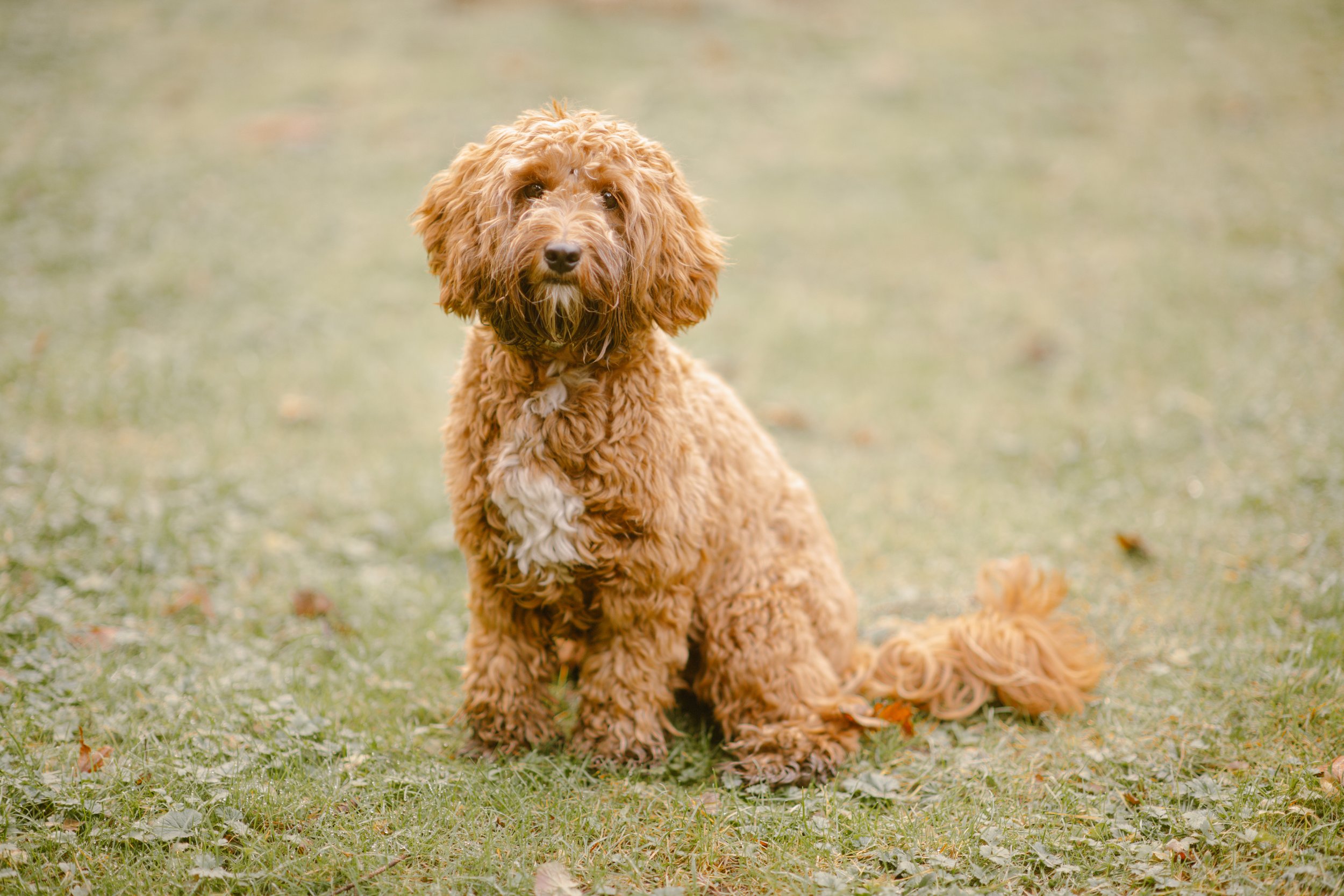 Airlie - Aussie Labradoodle