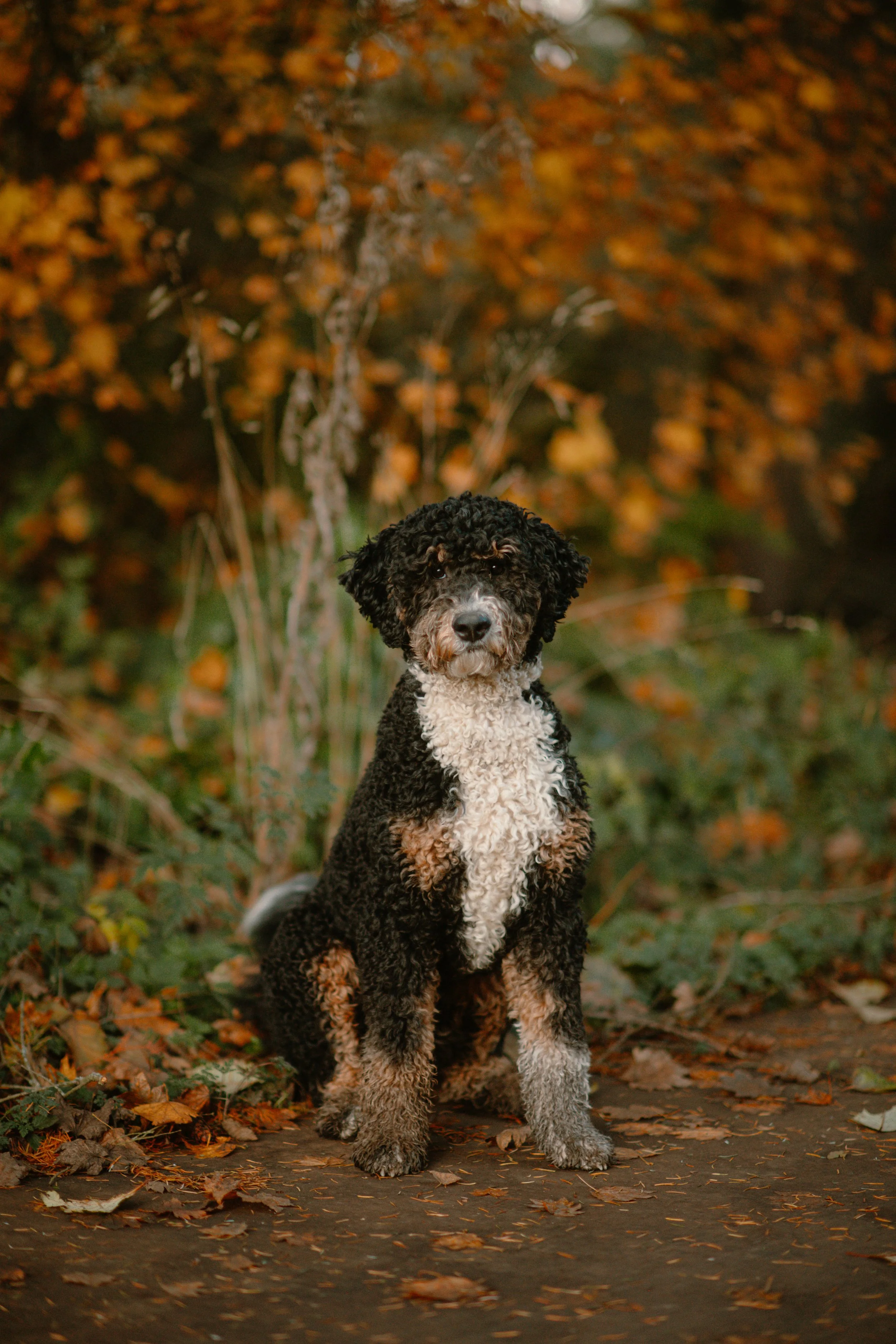Bear - Bernedoodle