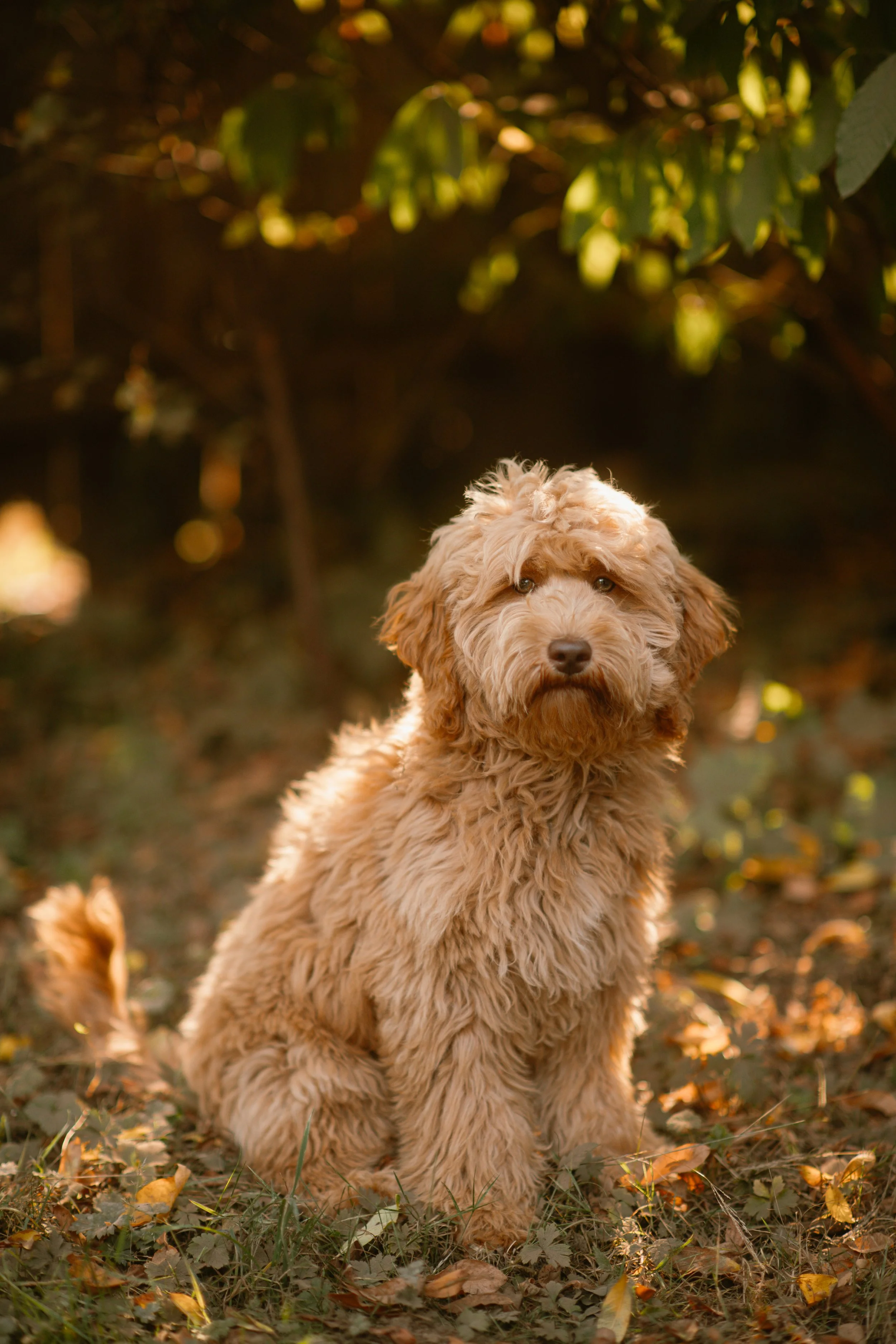 Kägi - Mini Goldendoodle
