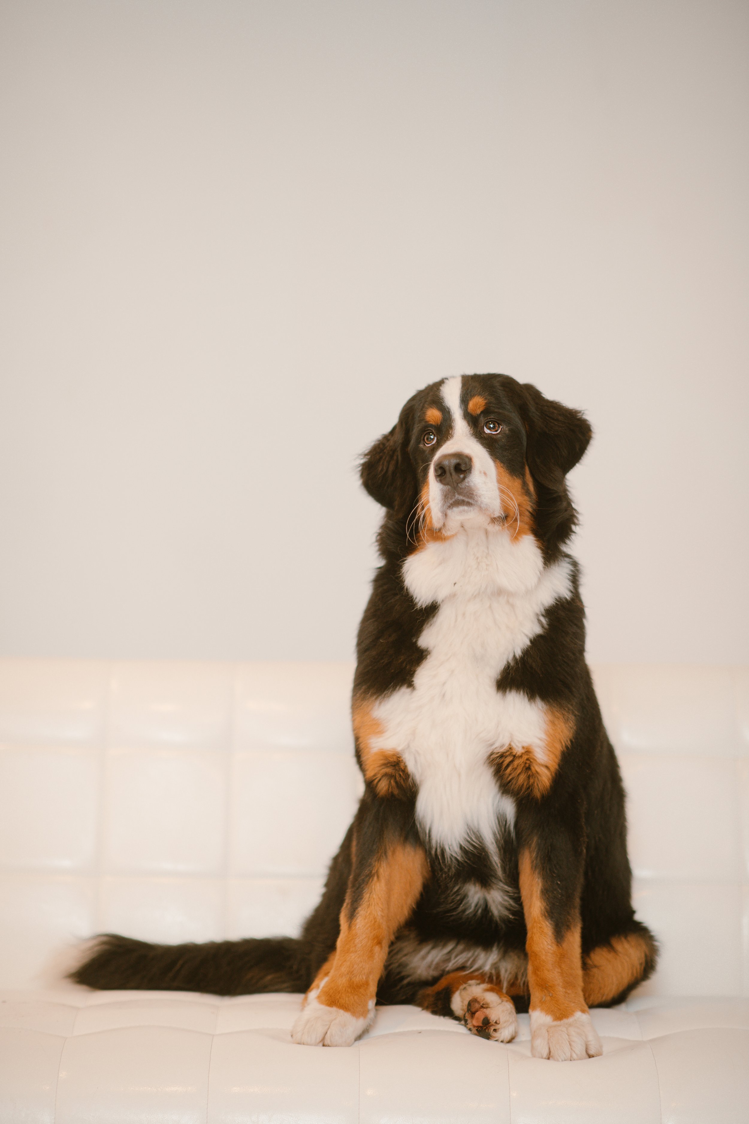 Bärli - Bernese Mountain Dog