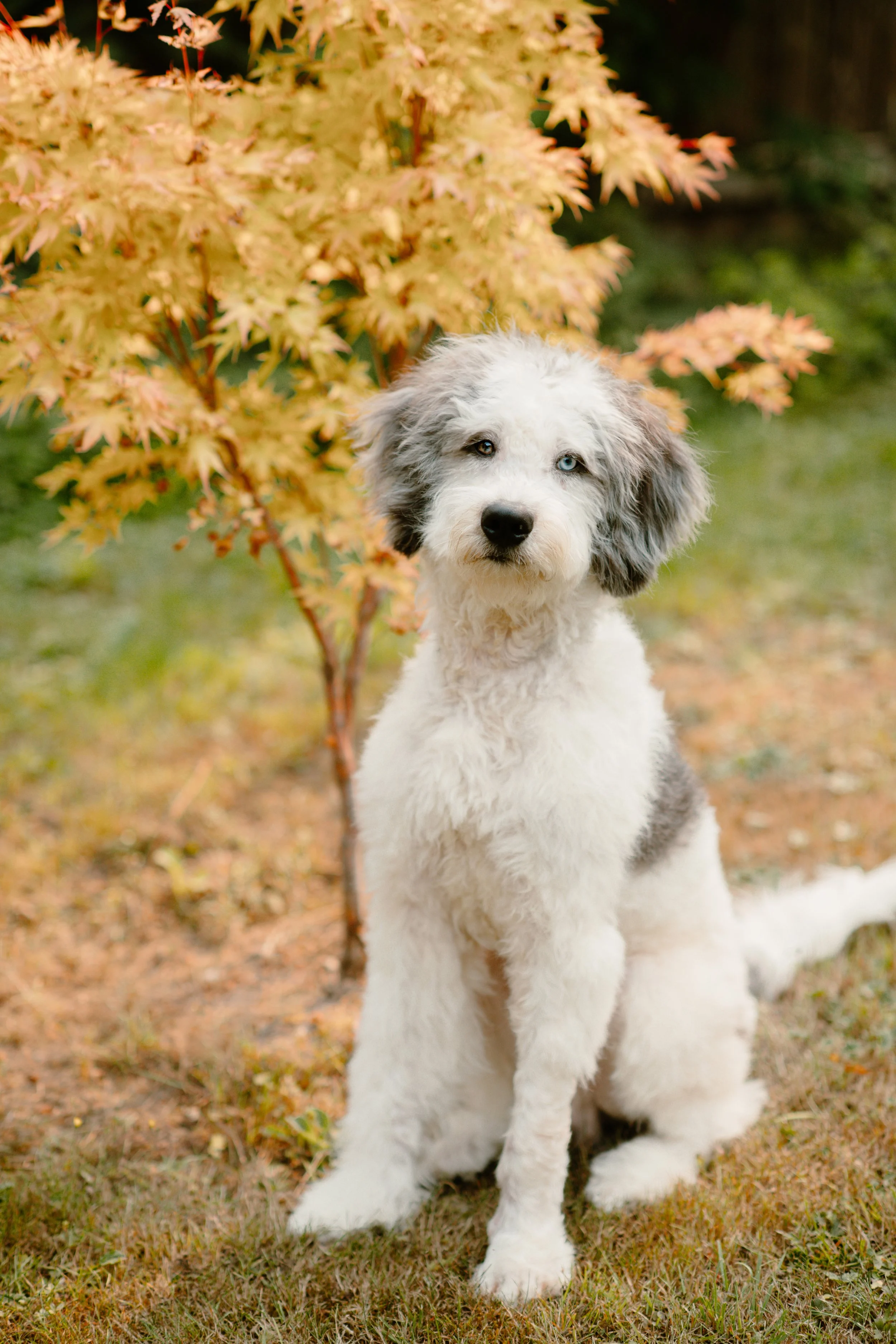 Atlas - Bernedoodle