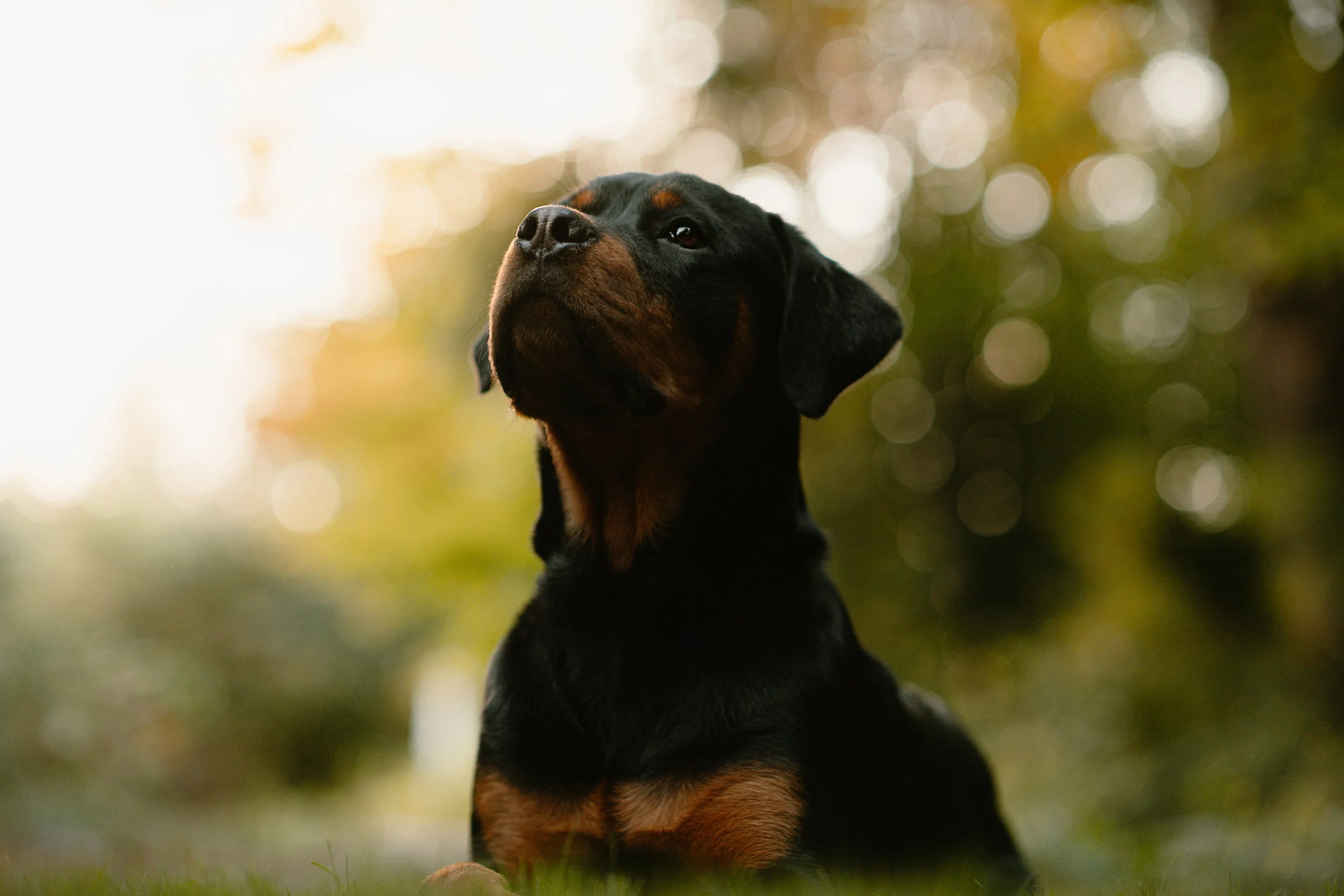 Maxwell - Rottweiler