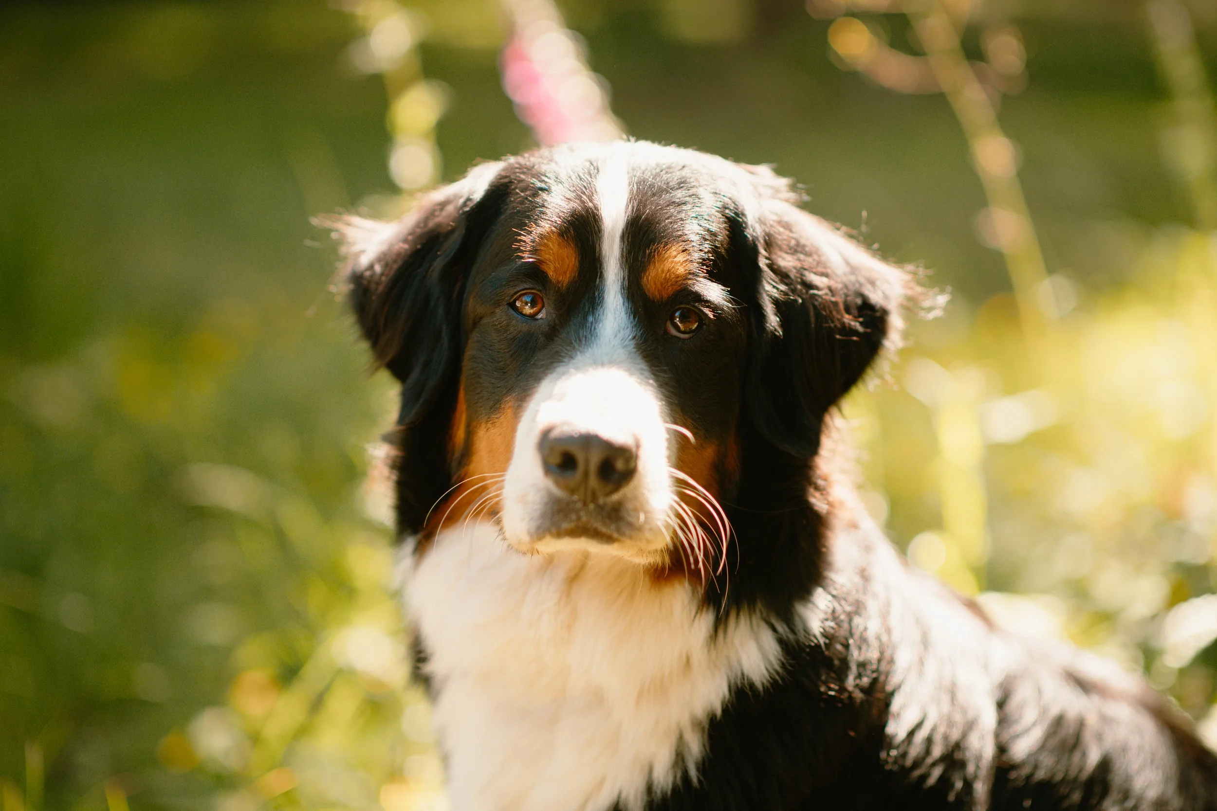 Bärli - Bernese Mountain Dog