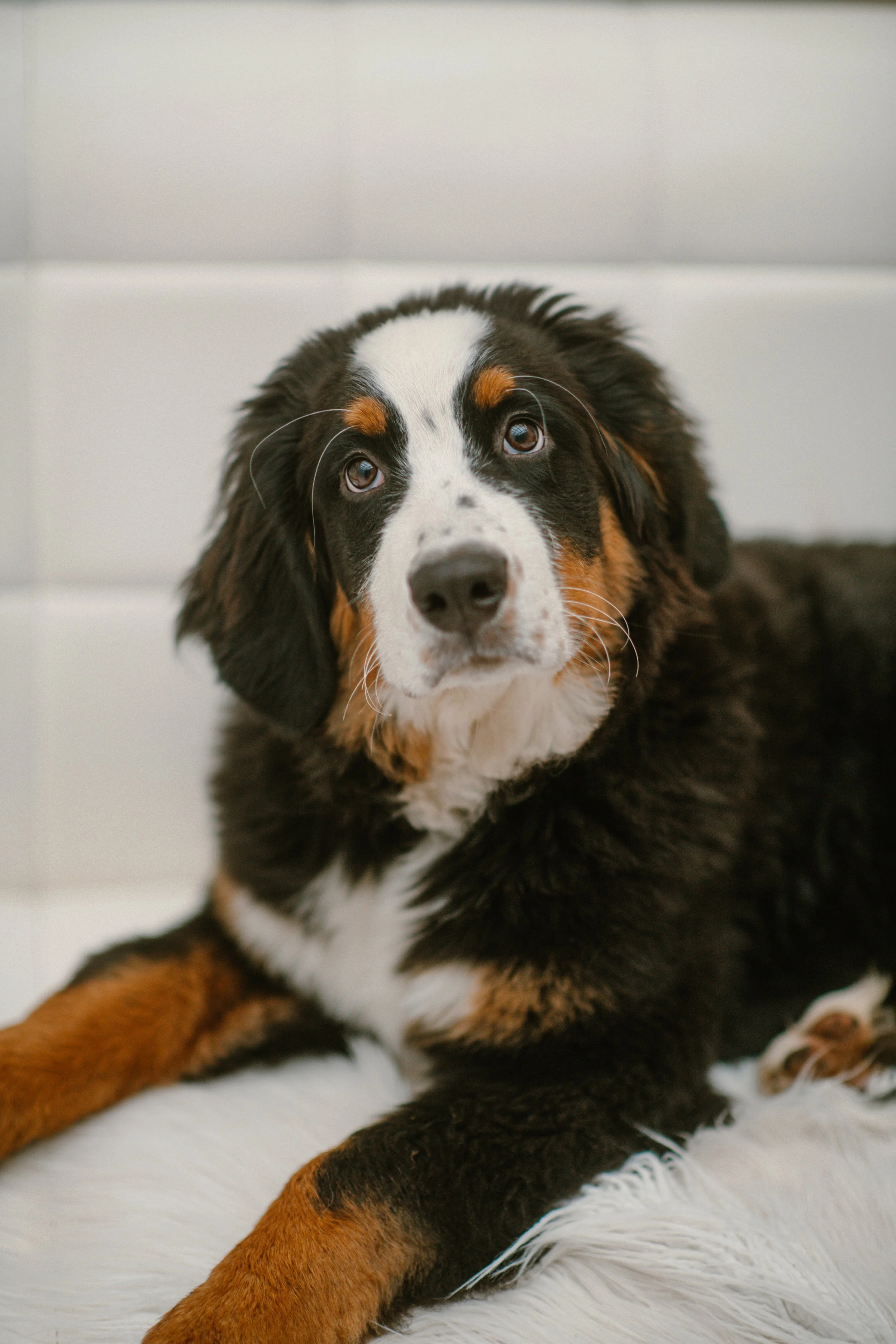 Bogie - Bernese Mountain Dog