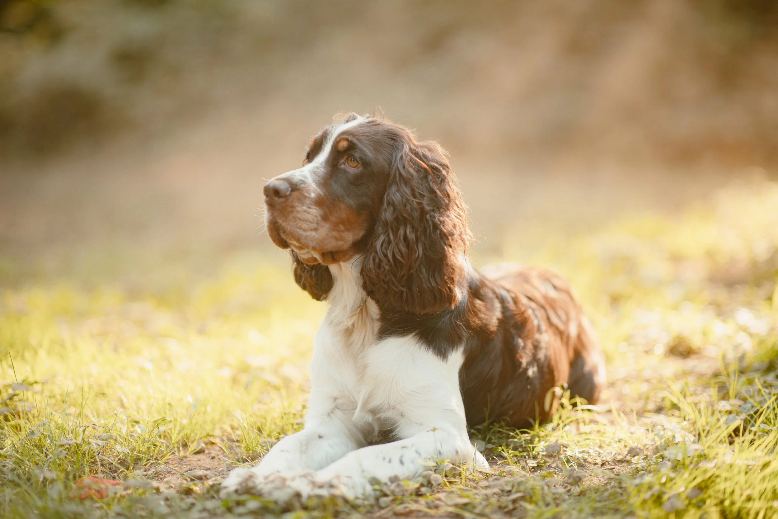 Ruby - English Springer Spaniel