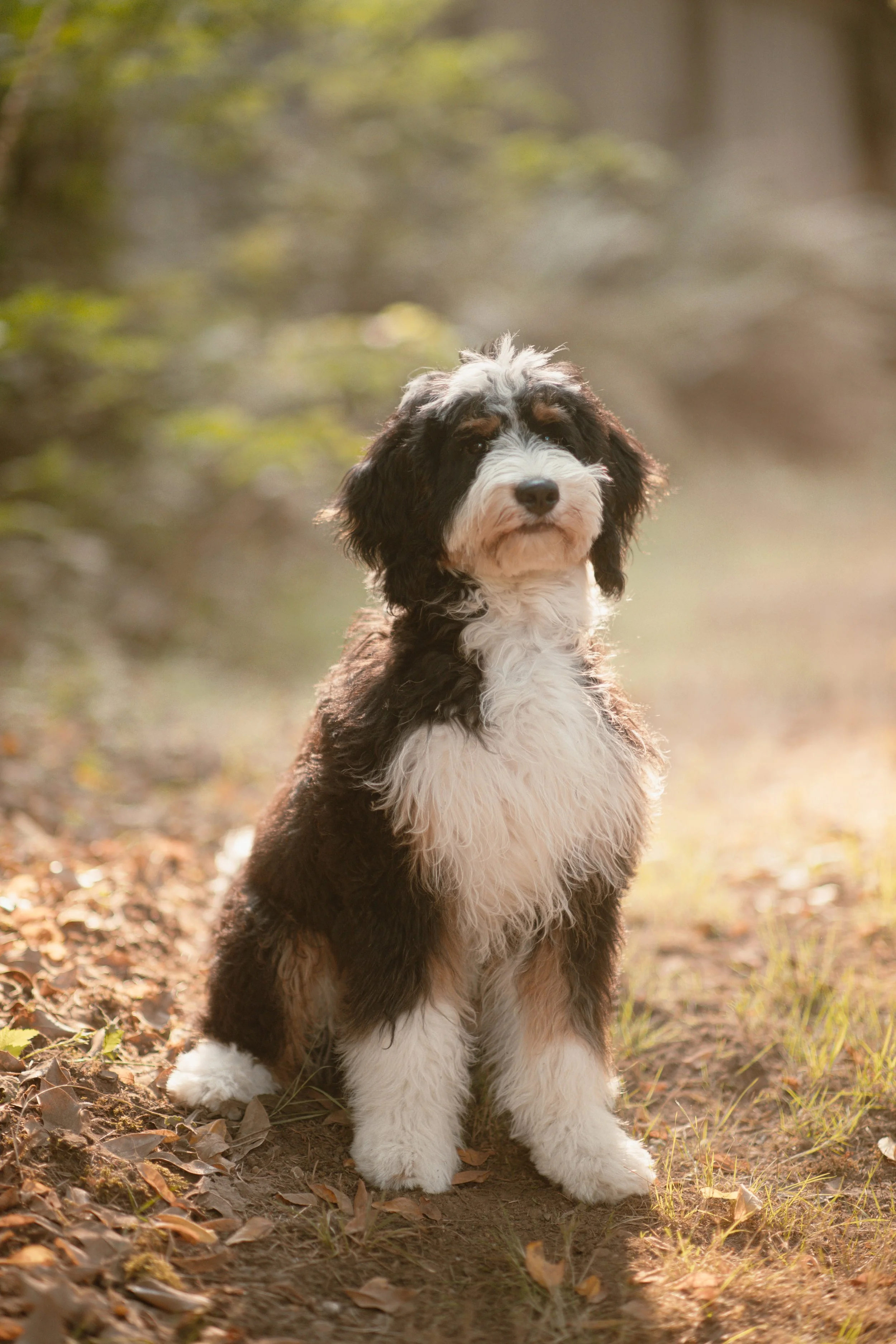 Bella - Mini Bernedoodle