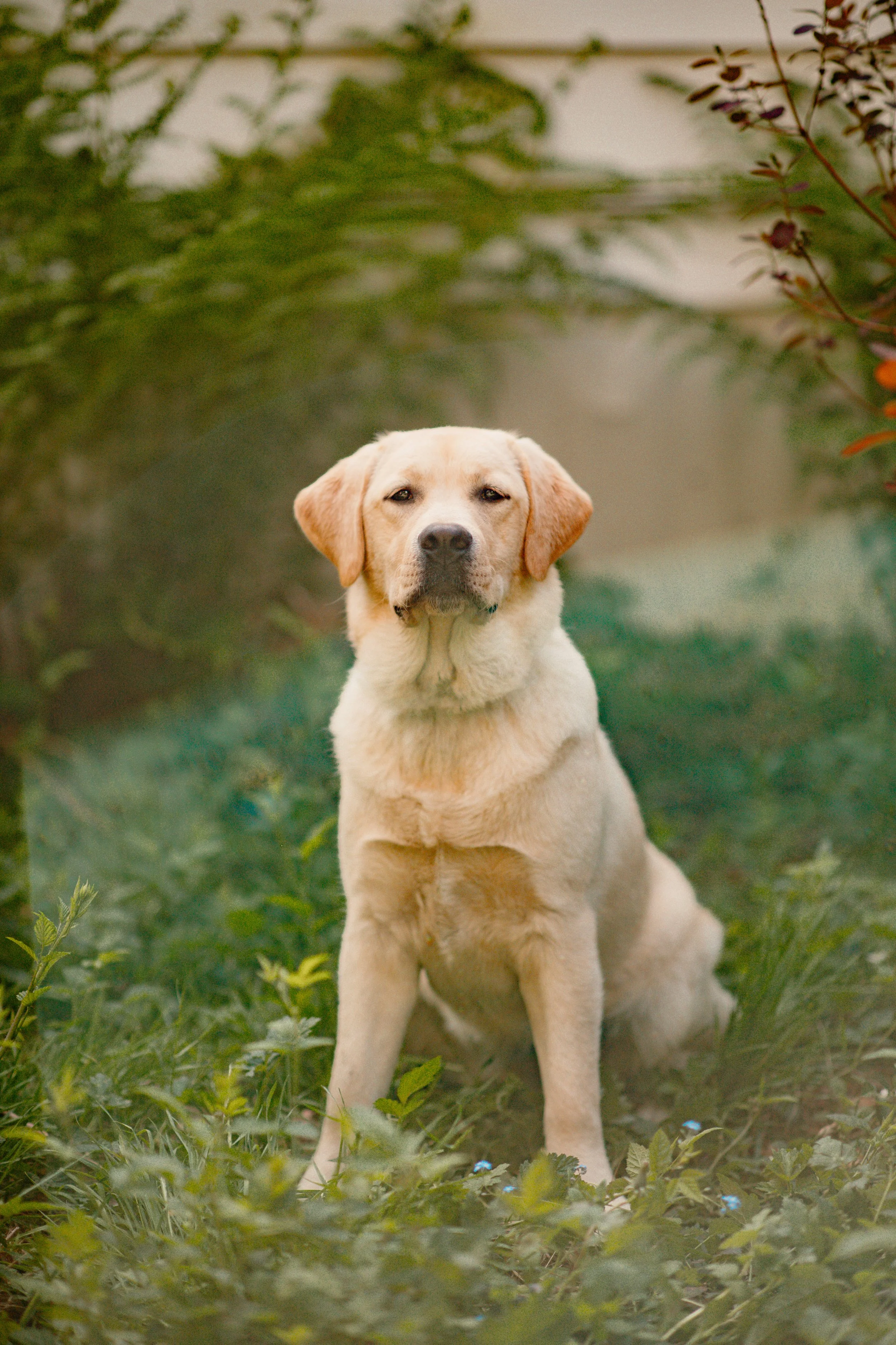Daisy F - Labrador