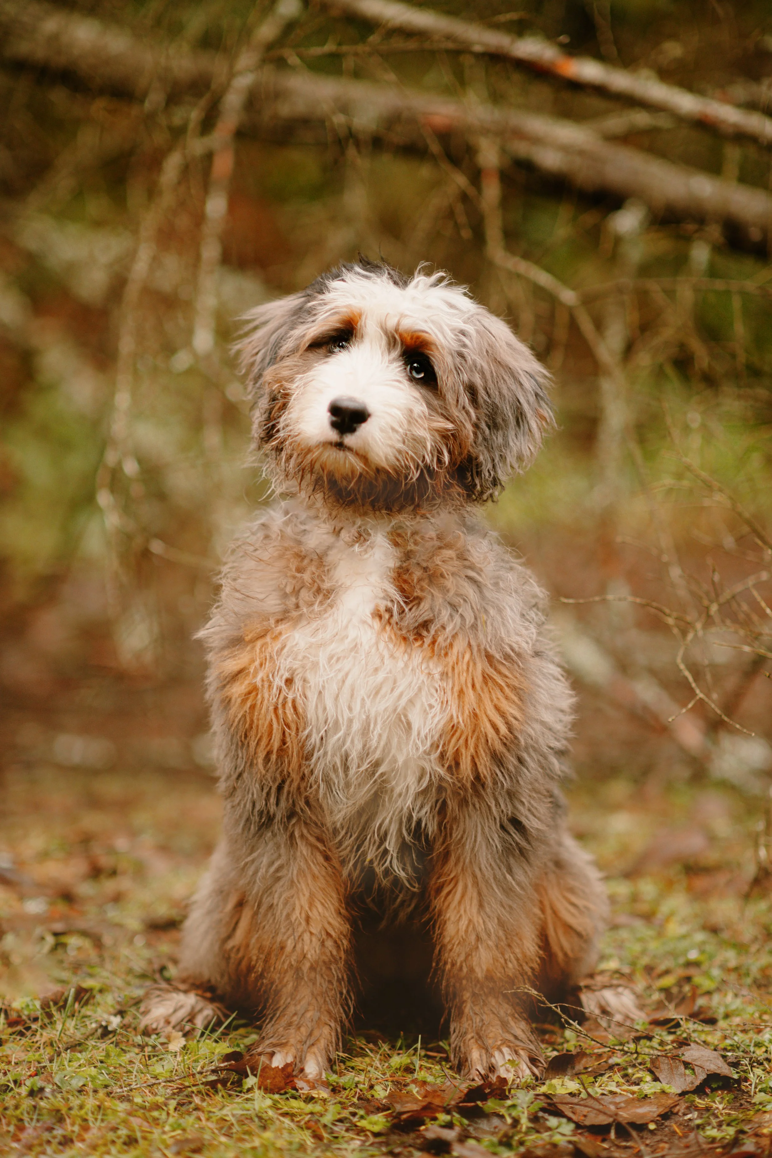 Frankie - Bernedoodle