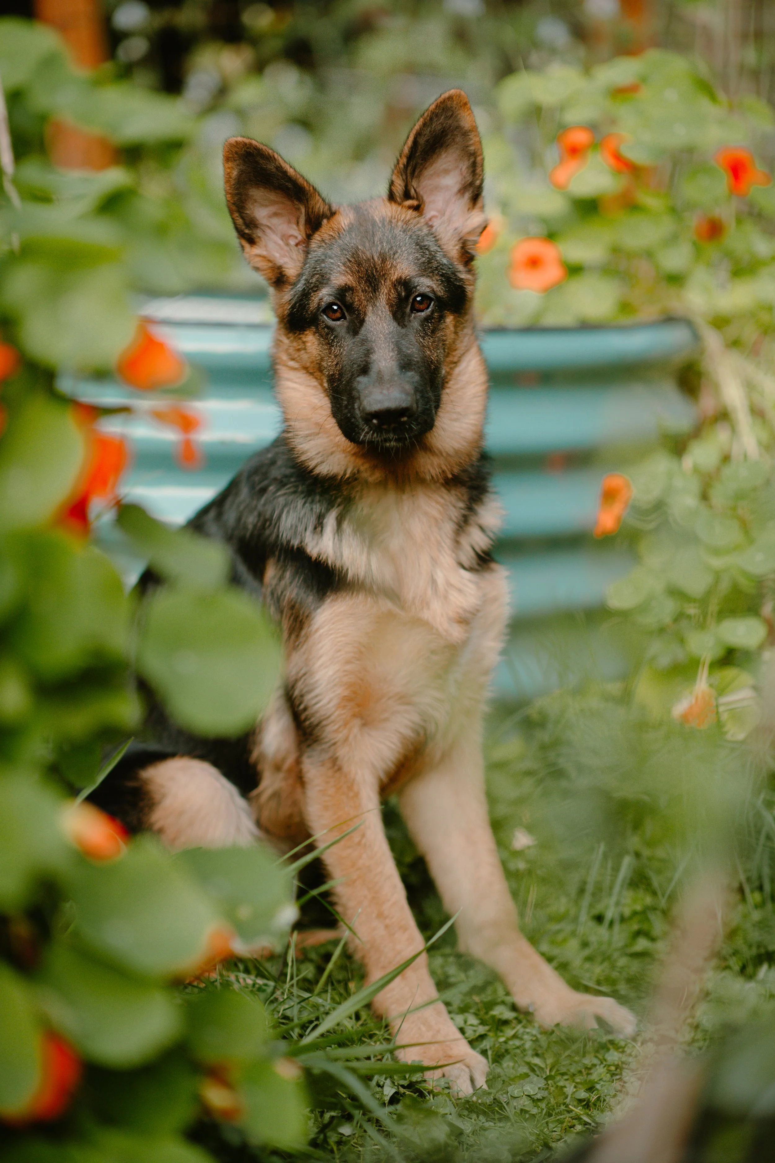 Cleo - German Shepherd