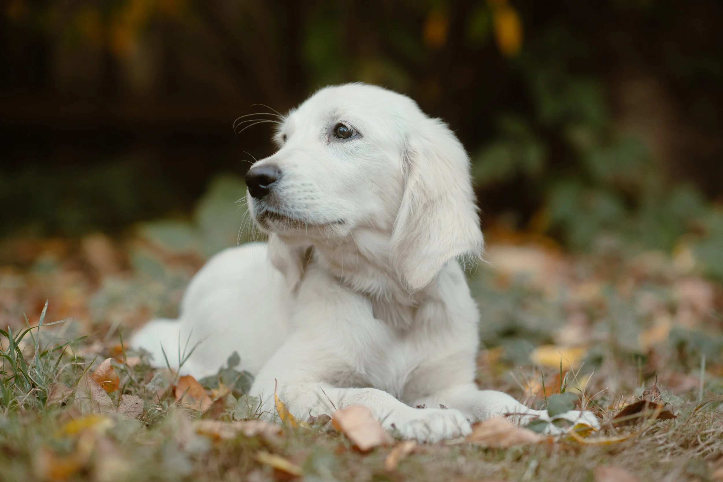 Lucy - English Cream