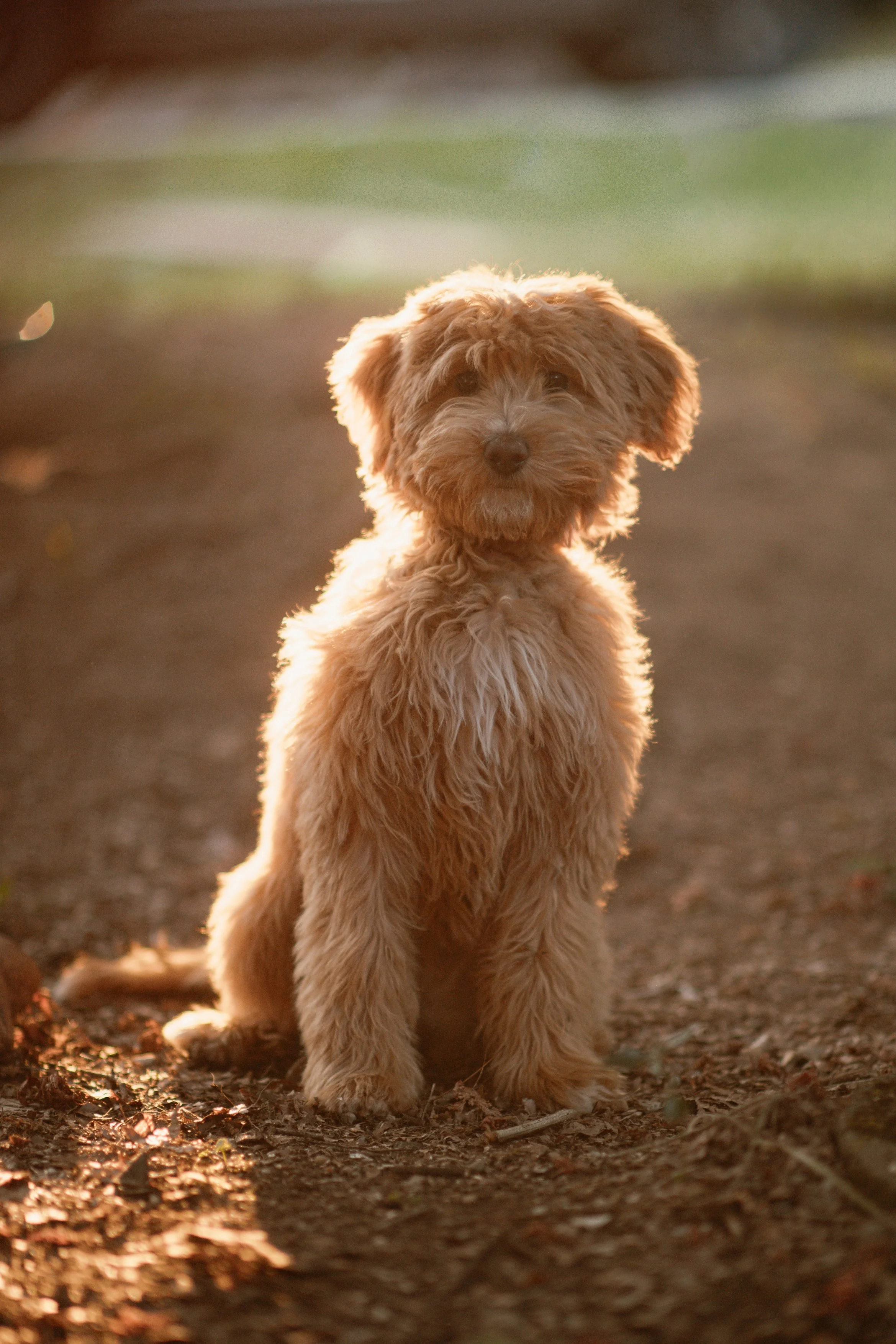Maggie - Mini Bernedoodle