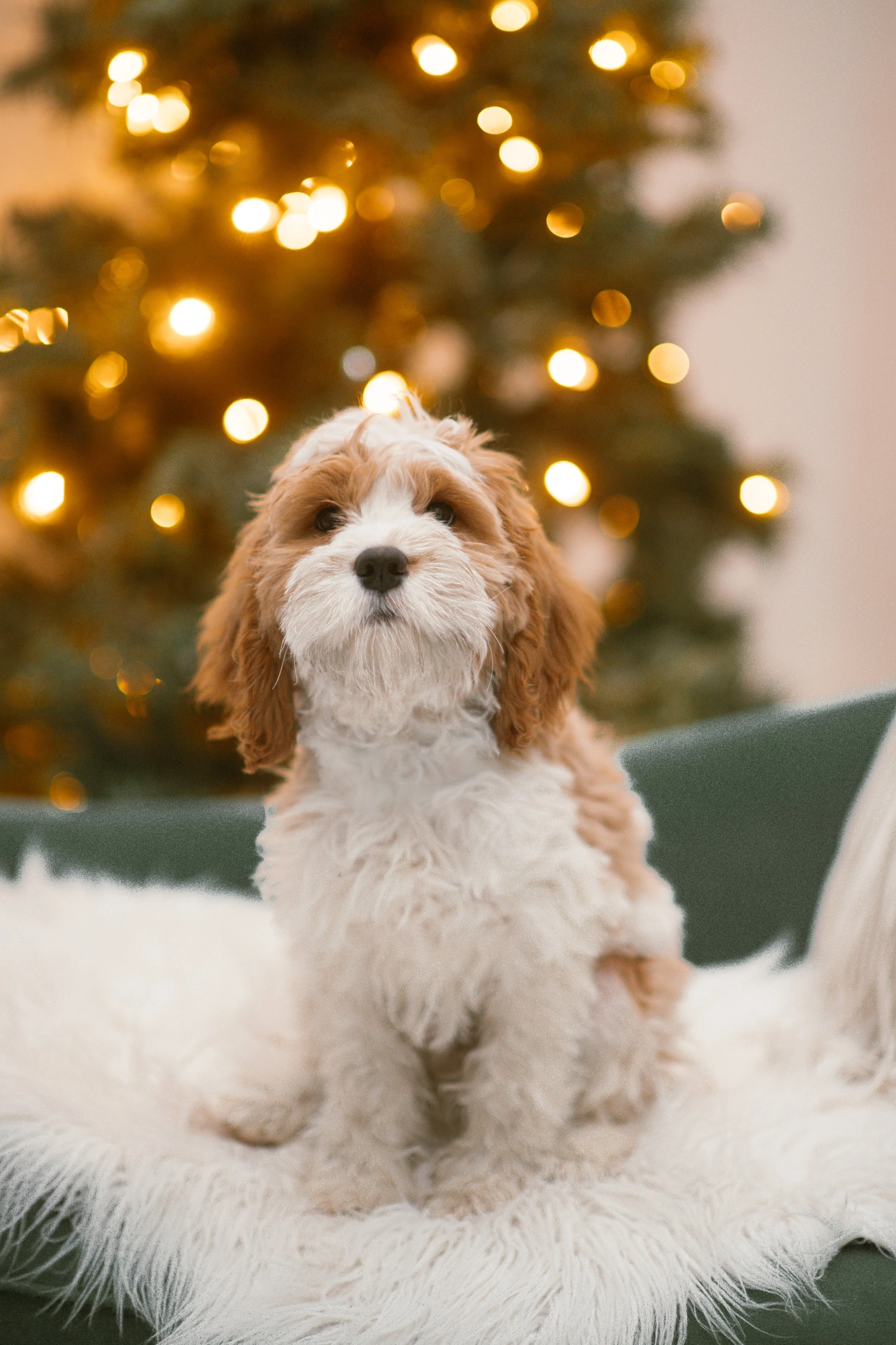 Cosmo - Cavapoo