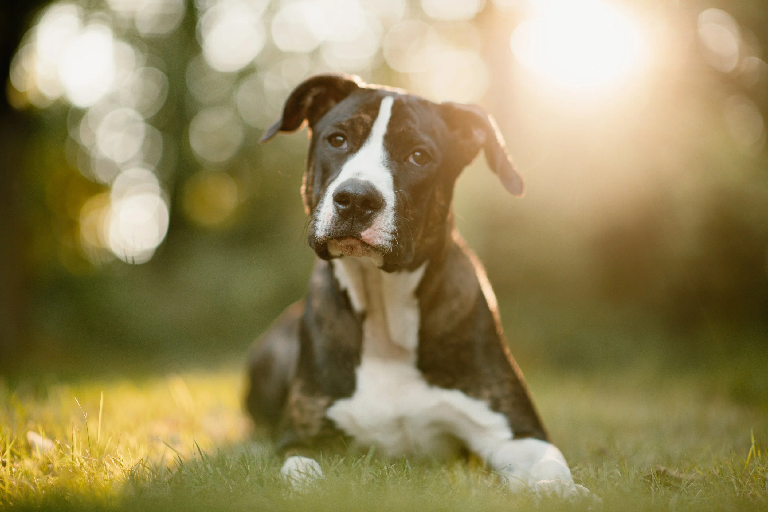 Oliver - Mastiff Mix