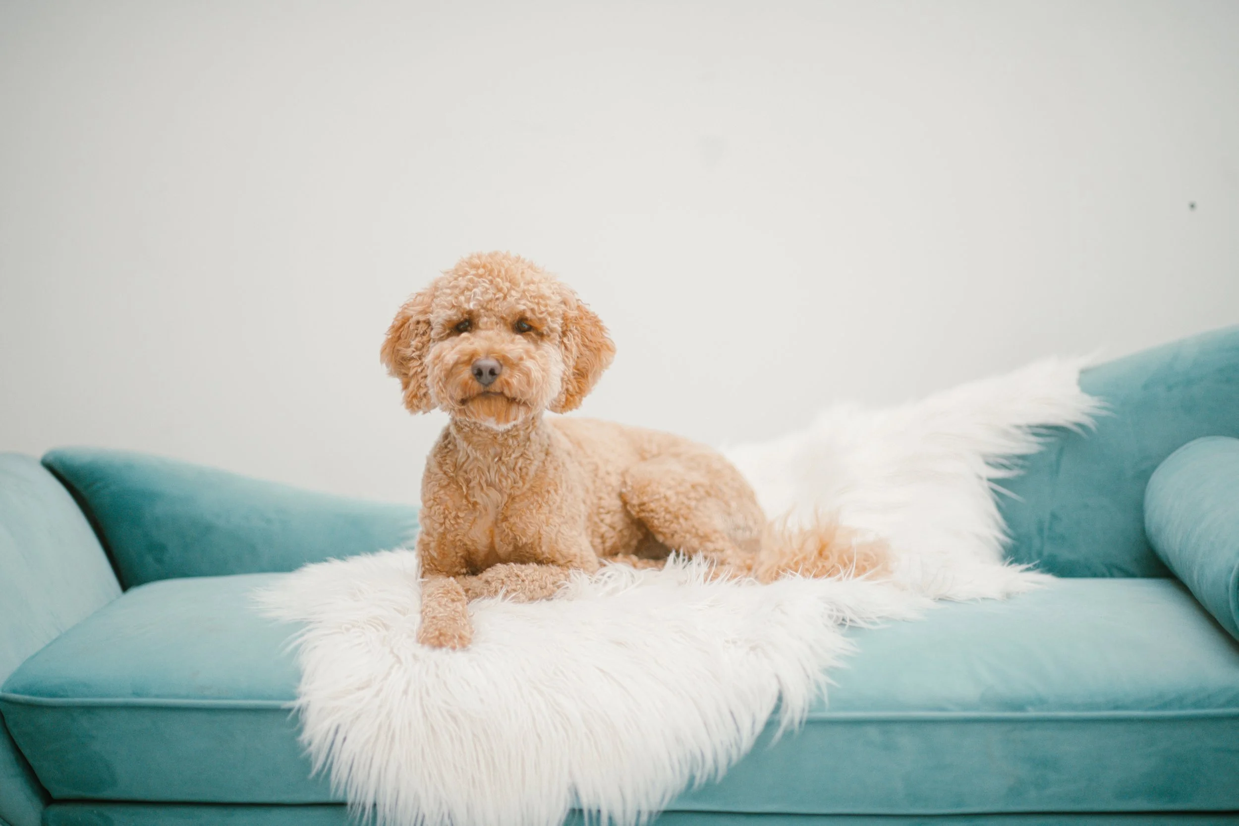 Wanda - Mini Goldendoodle