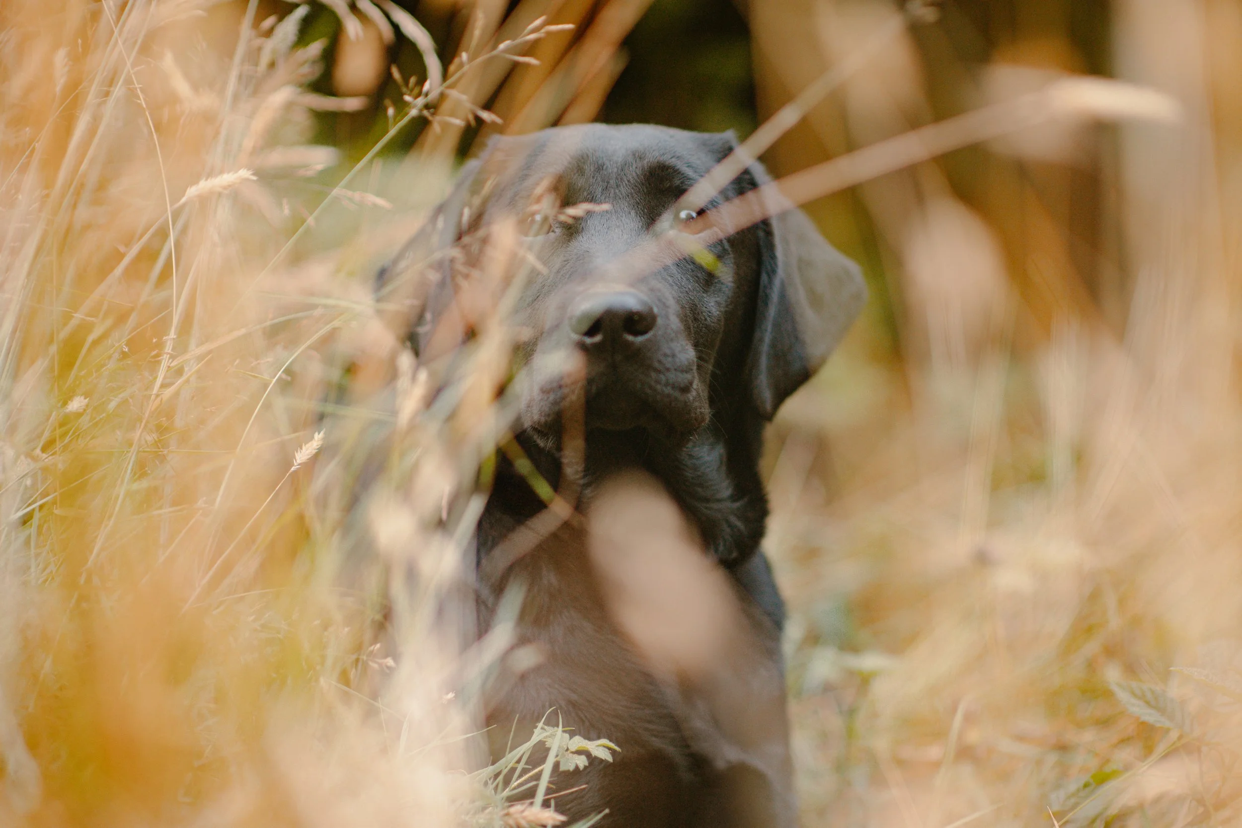 Olive - Labrador