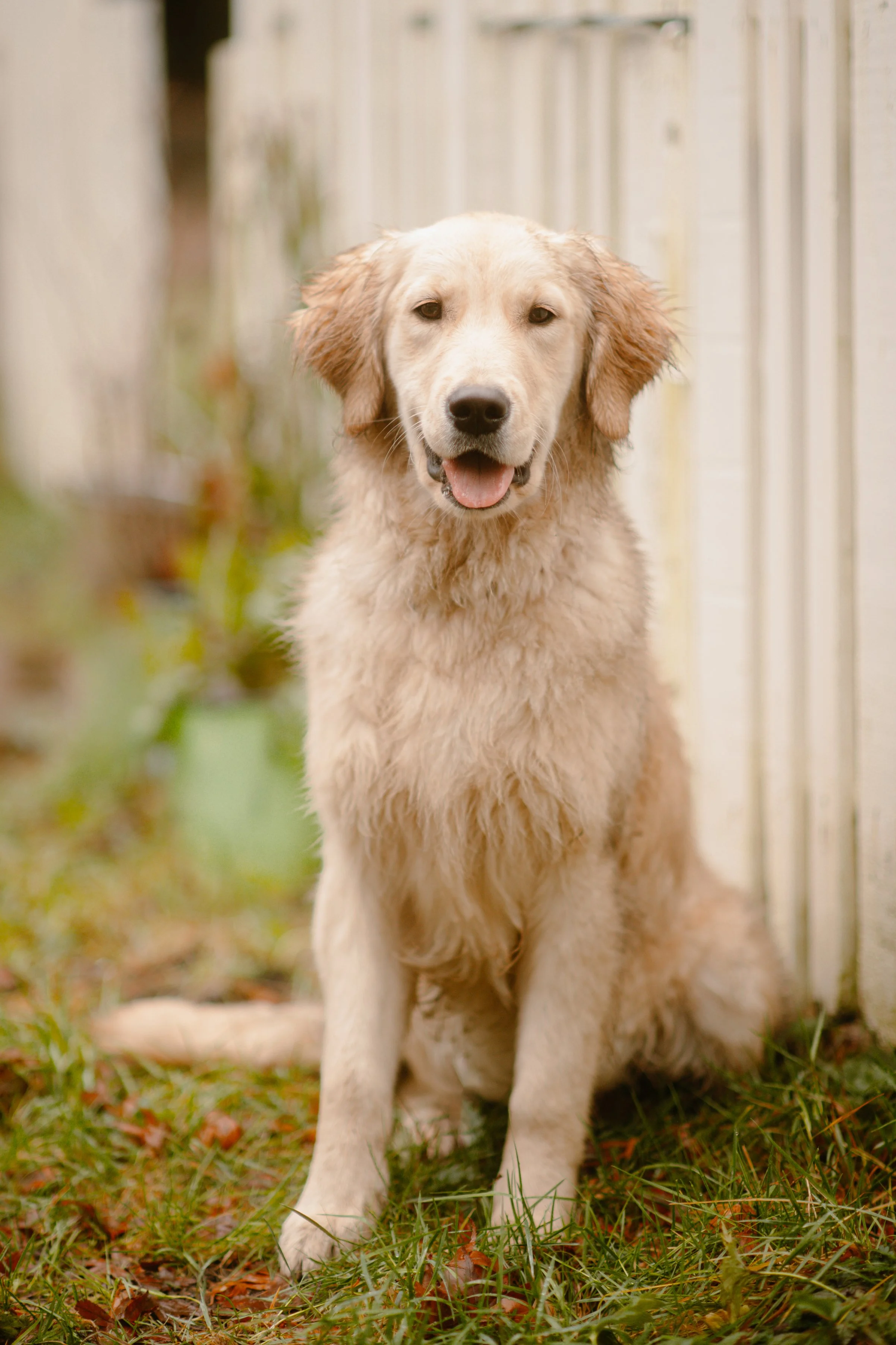 Murphy - Golden Retriever