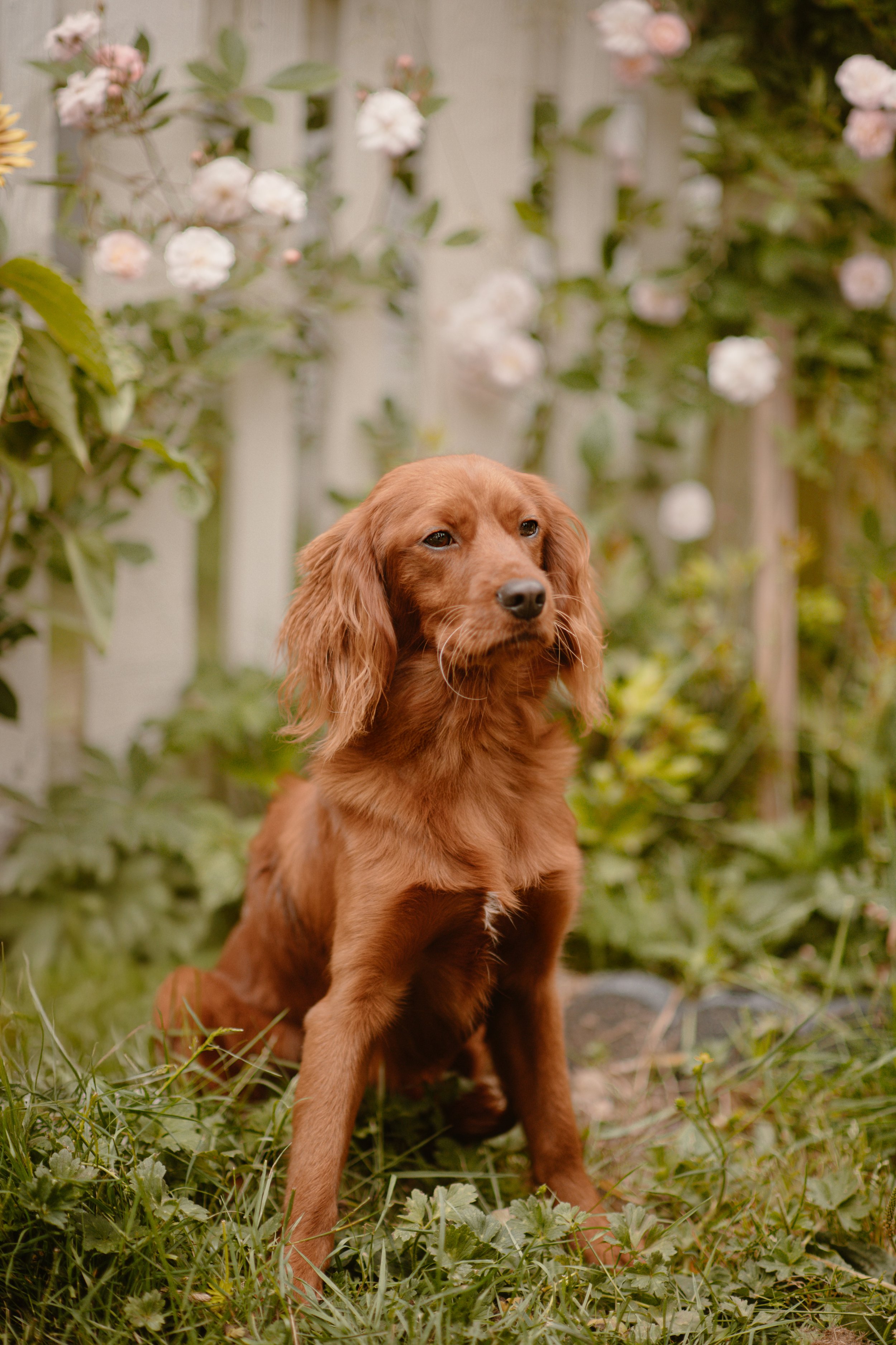 Kaiju - Golden Springer Cavalier Mix