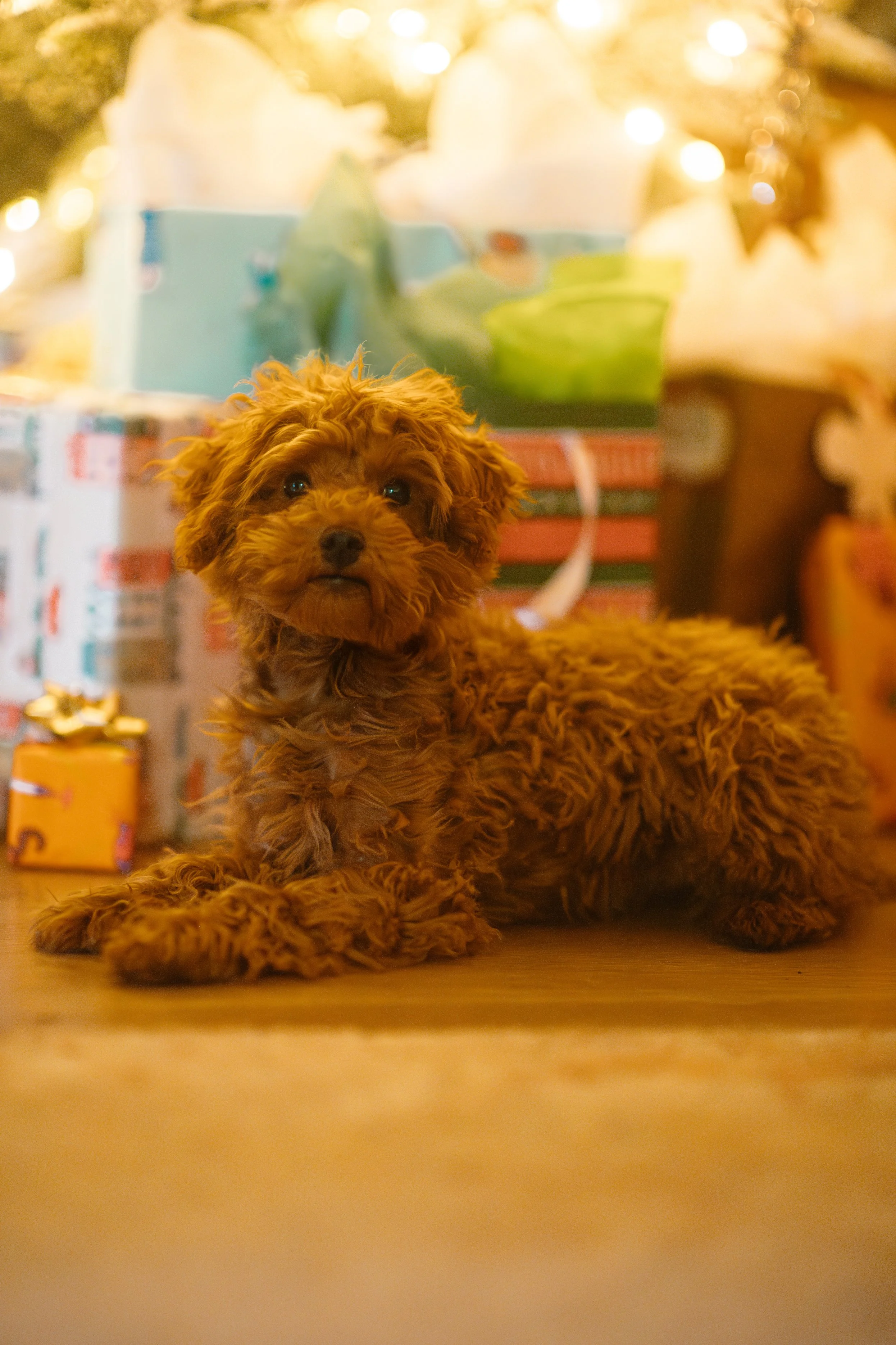 Penny - Micro Goldendoodle