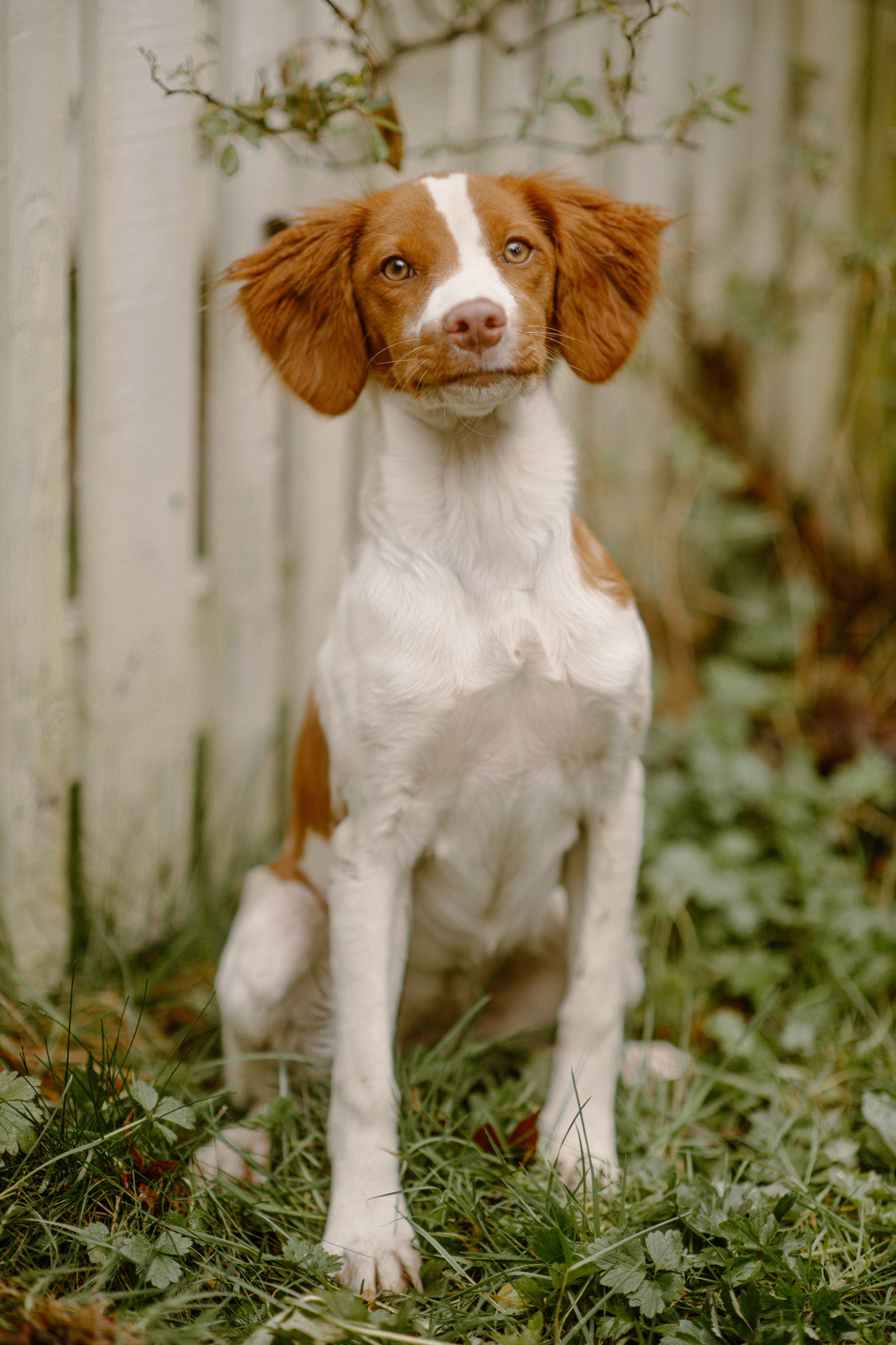 Kiwi - Brittany Spaniel