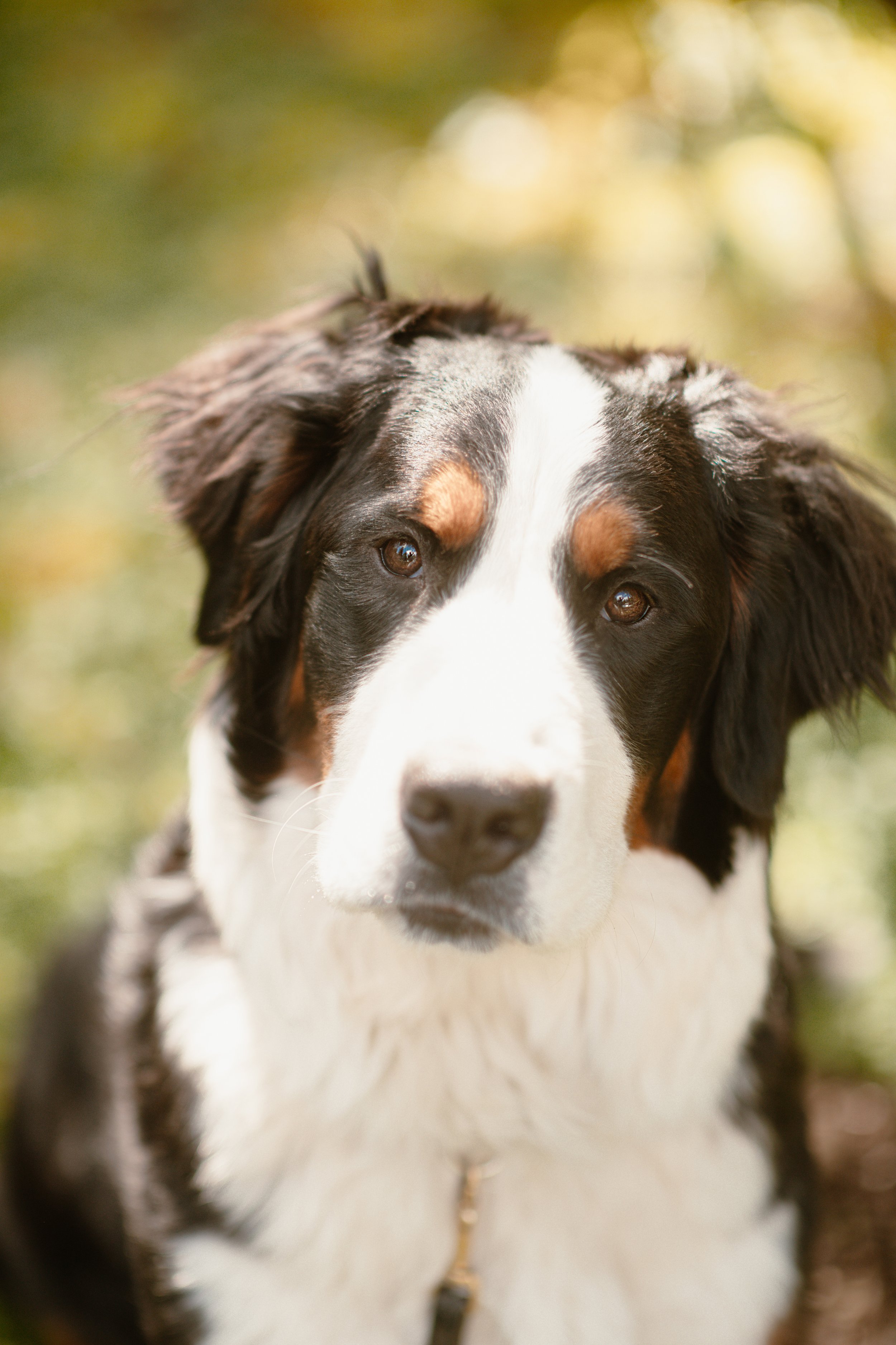Millie - Bernese Mountain Dog
