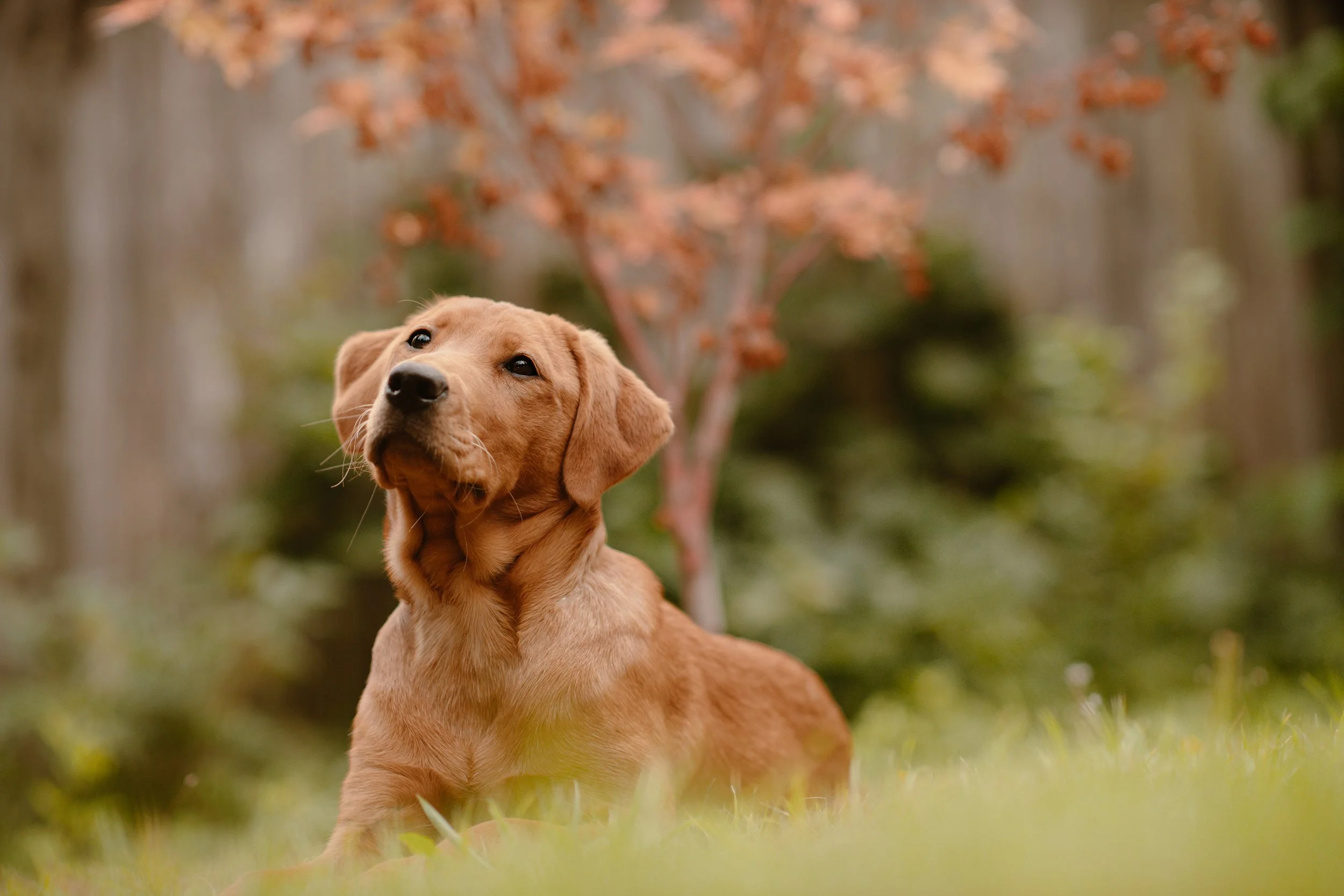 Birdie - Labrador