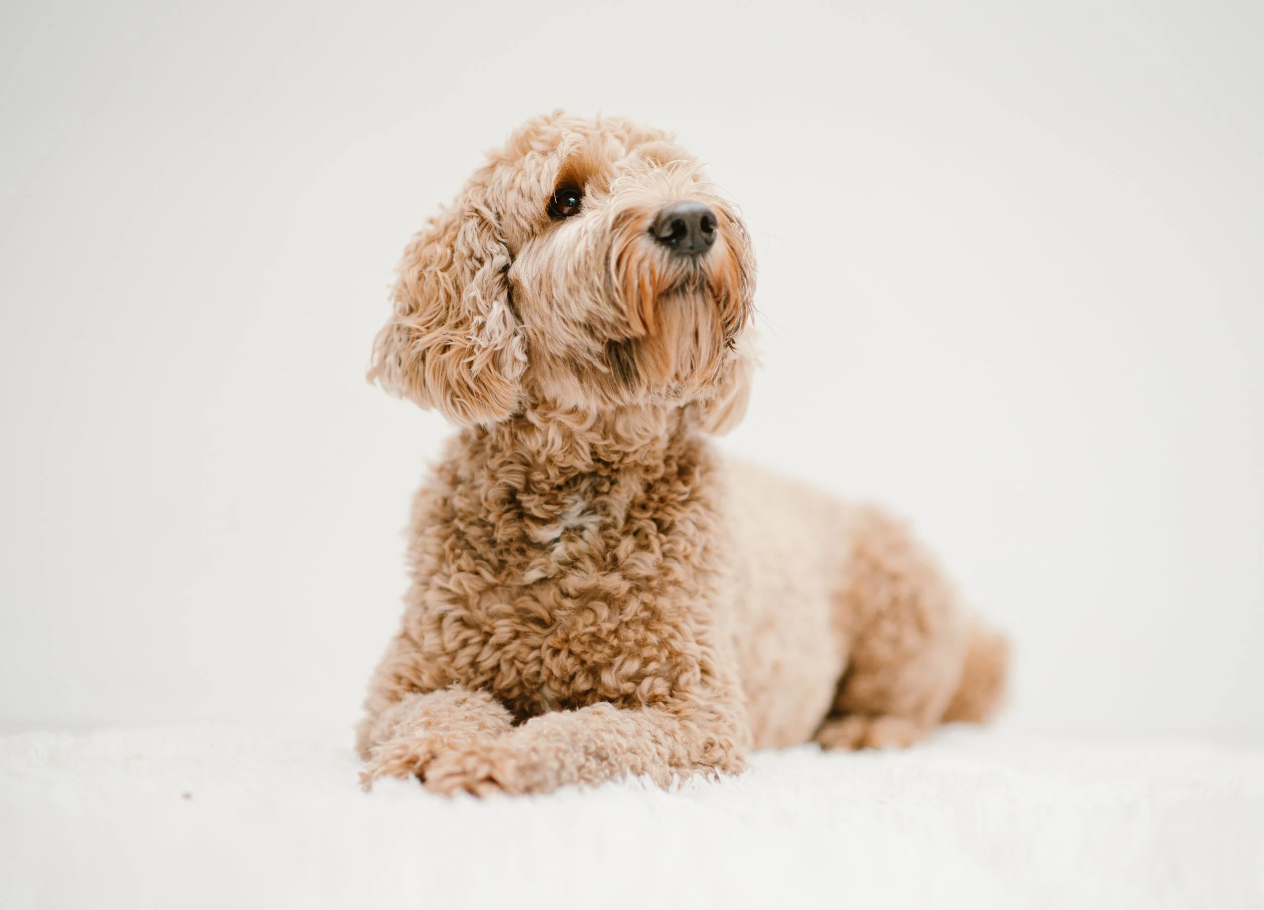 Charlie - Labradoodle