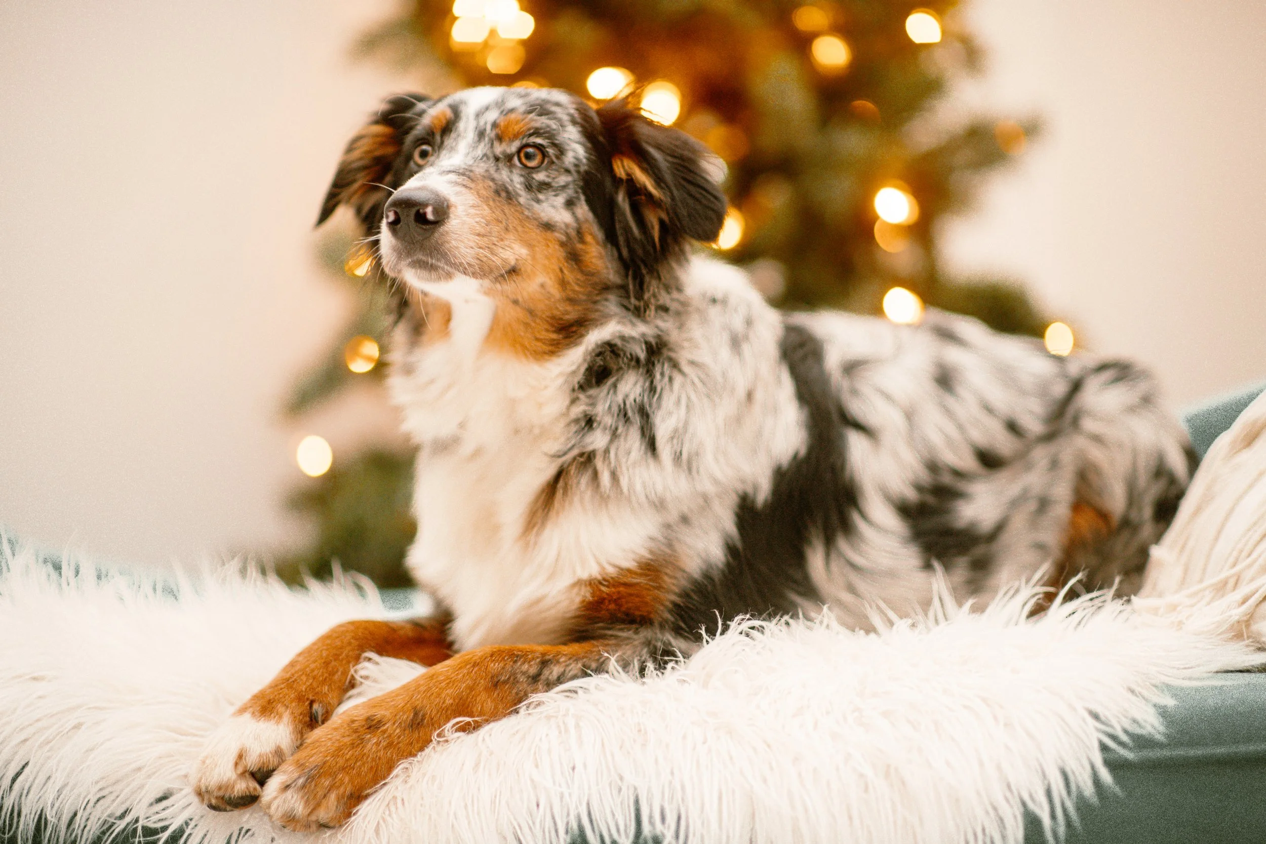 Dublin - Australian Shepherd