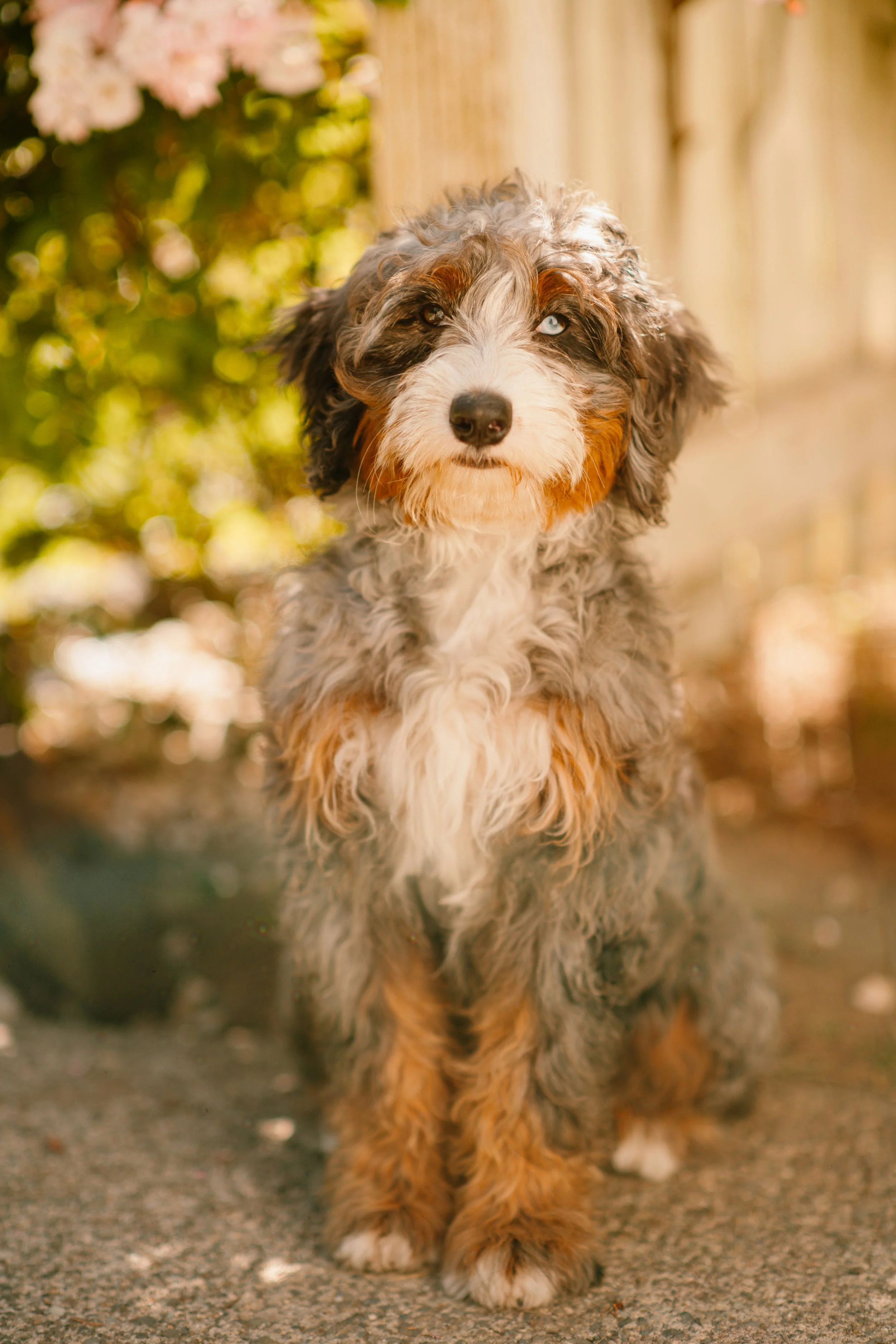 Stormi - Mini Bernedoodle