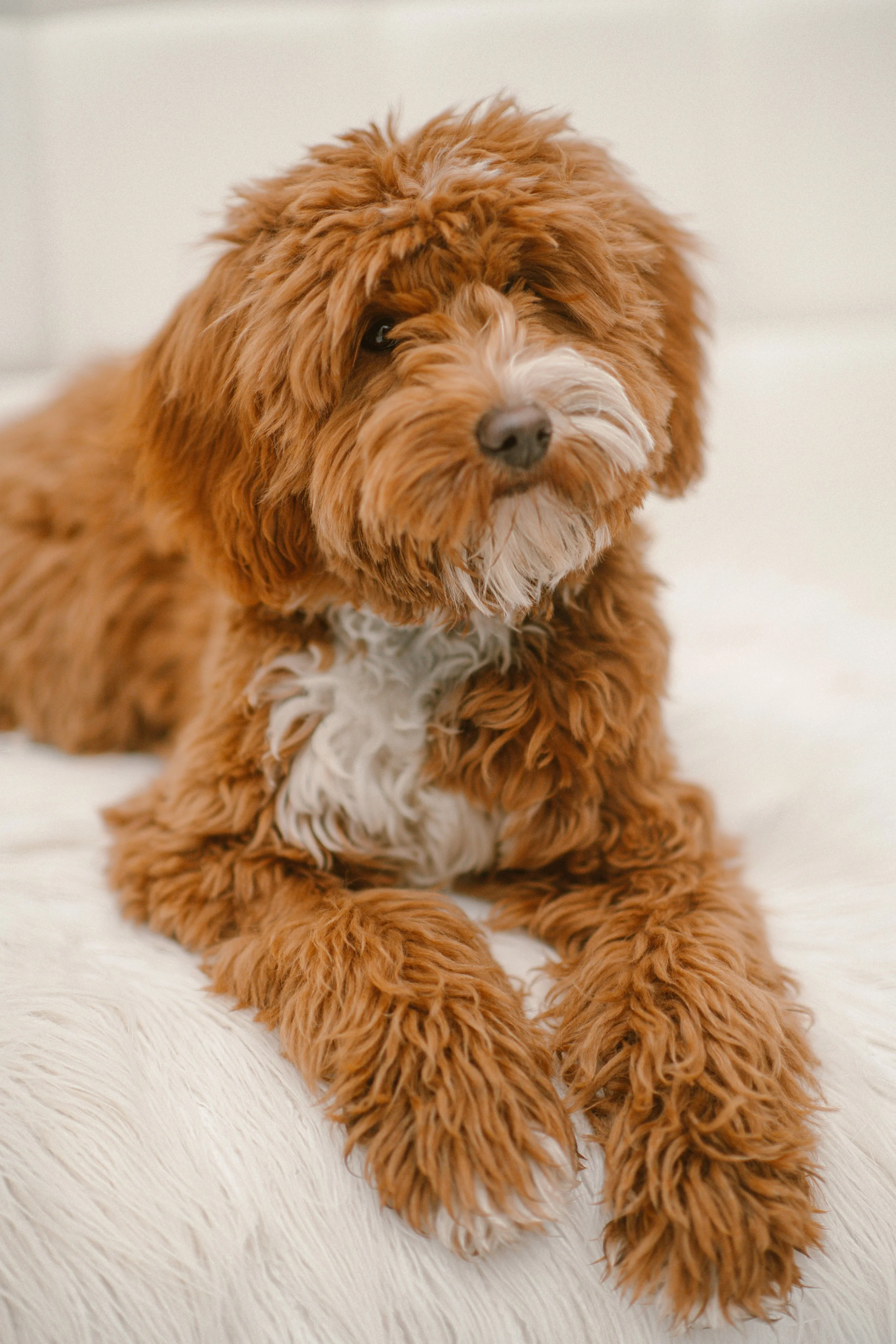 Butters - Cavapoo