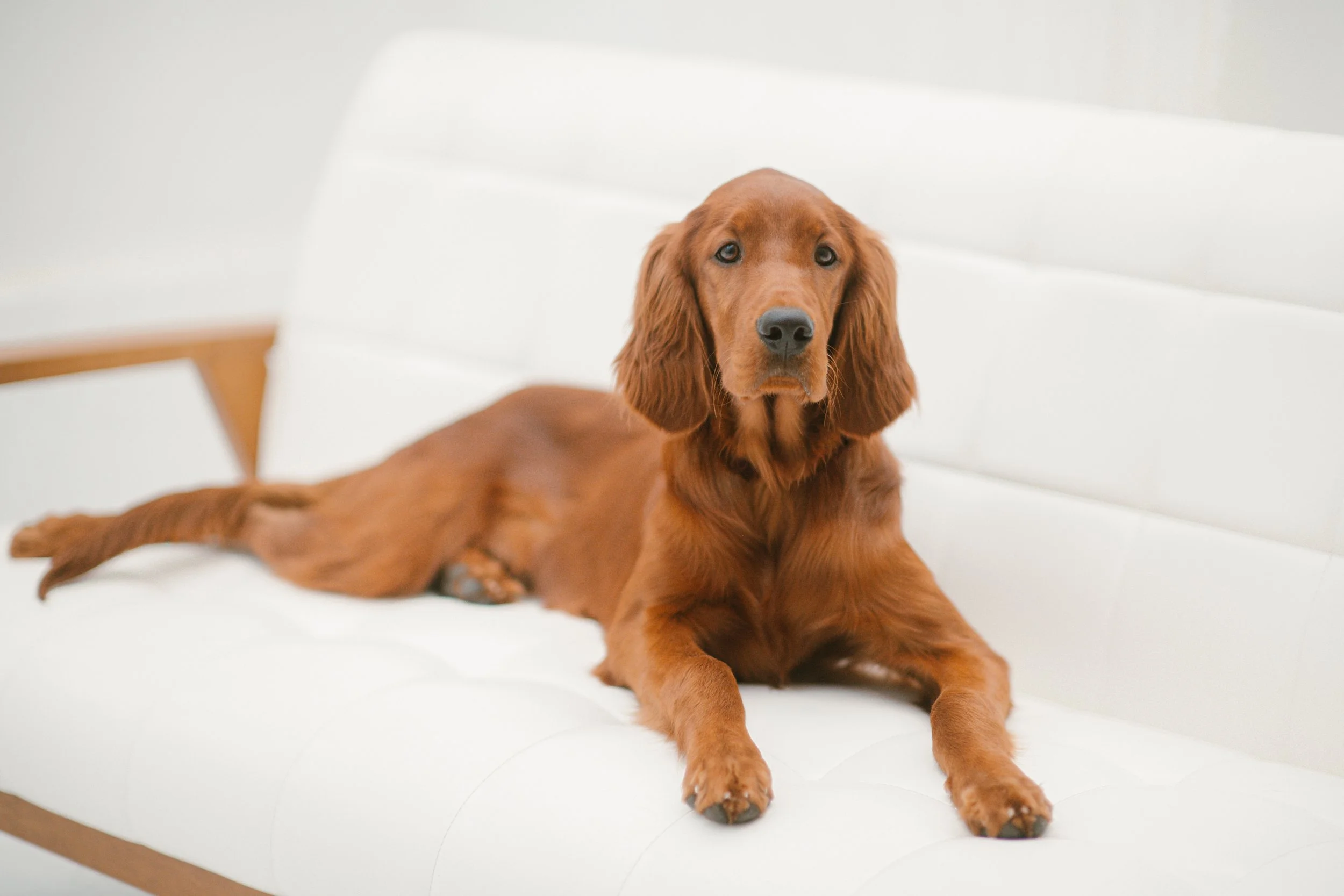 Lani - Golden Setter Mix