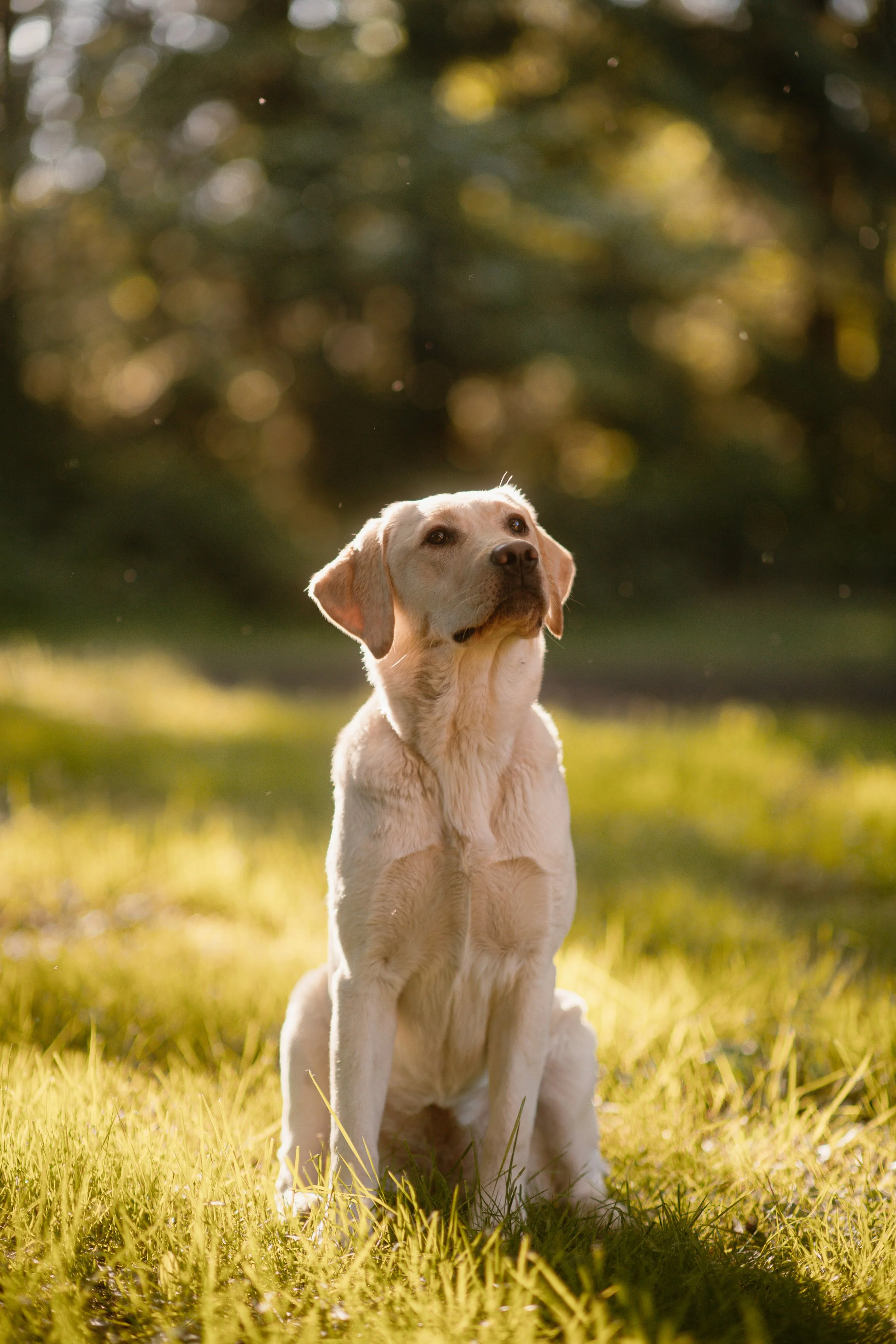 Daisy S - Labrador