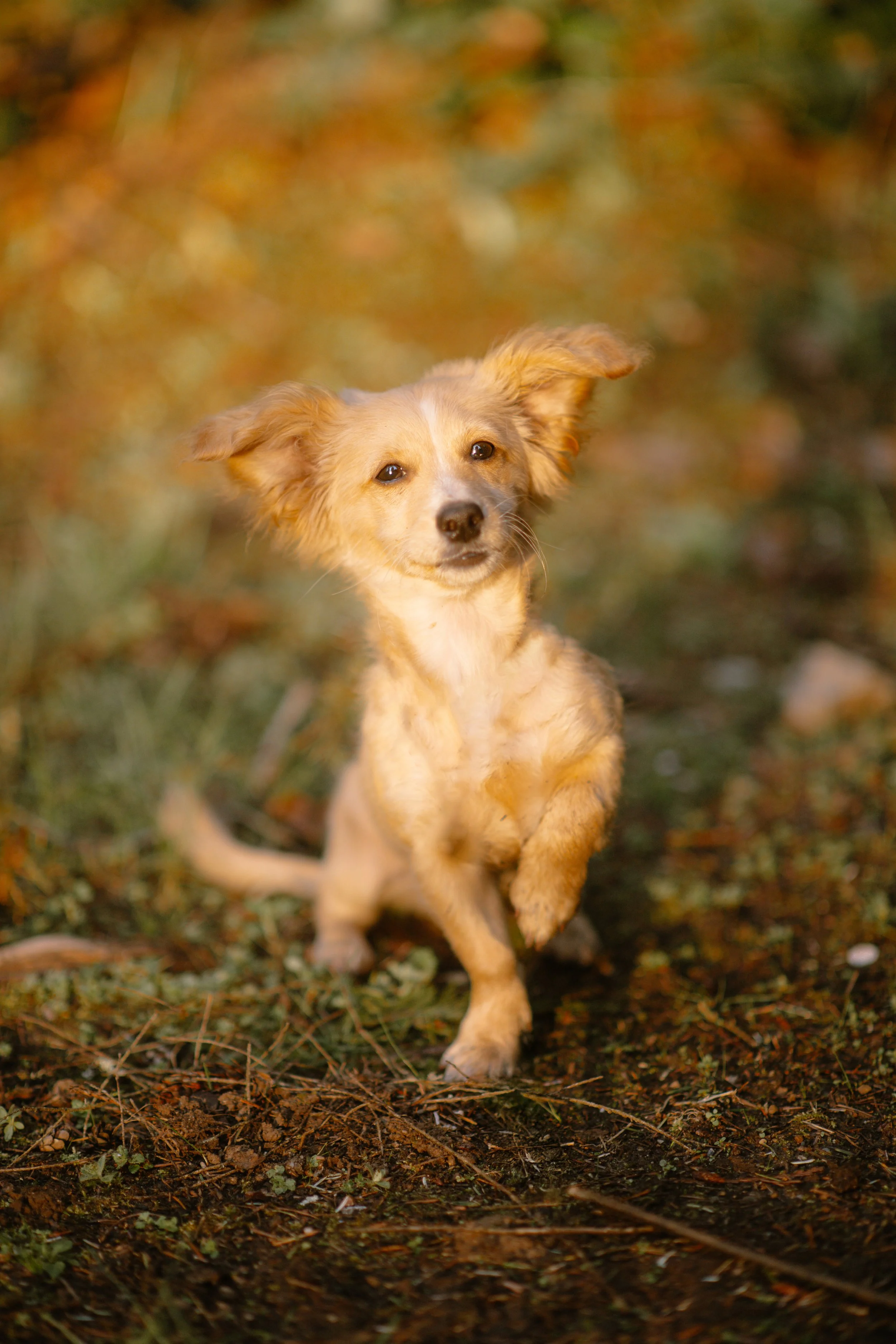 Louie - Chihuahua Mix